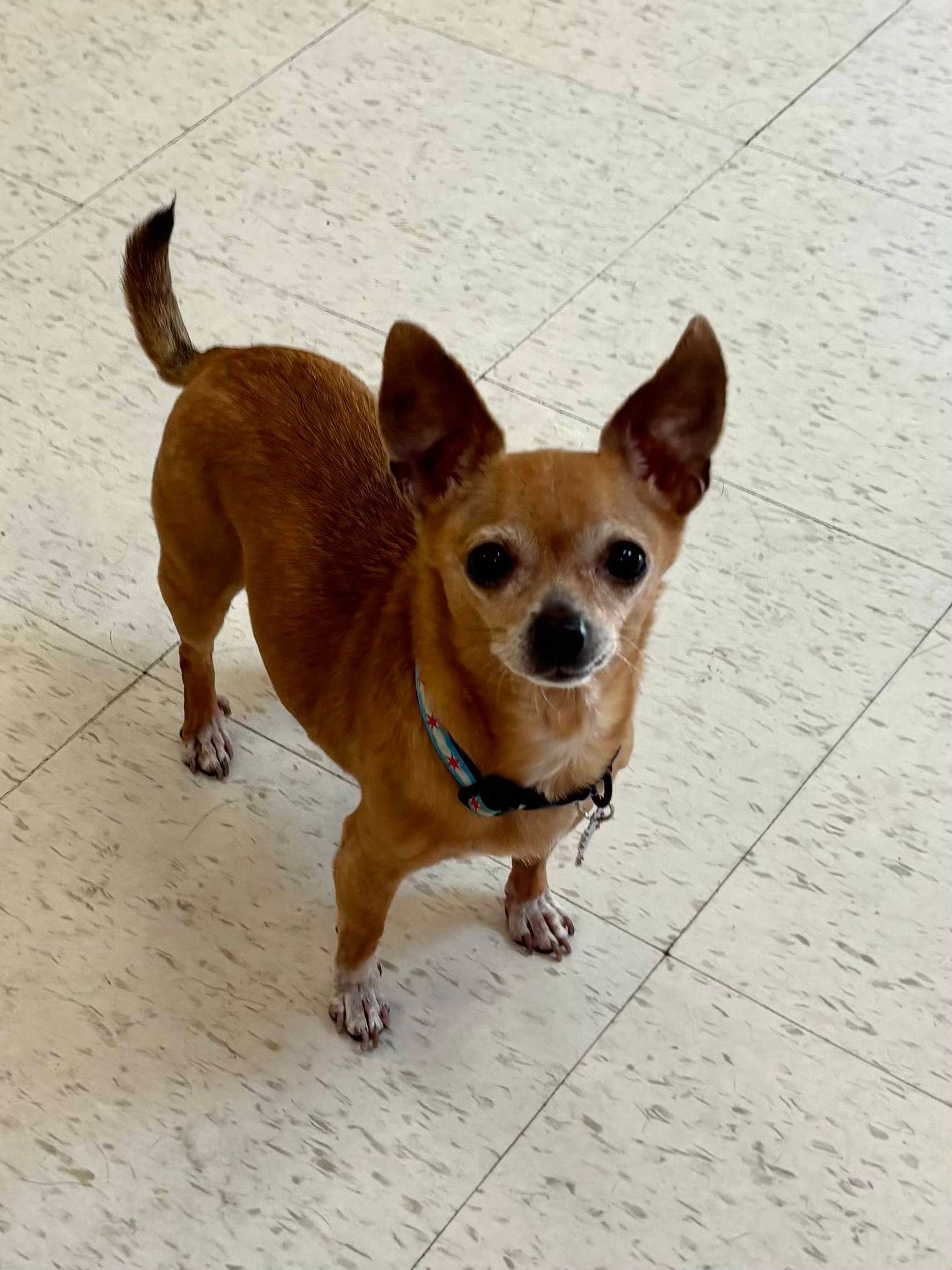 Small brown Chihuahua standing on a tiled floor, looking up at the camera.