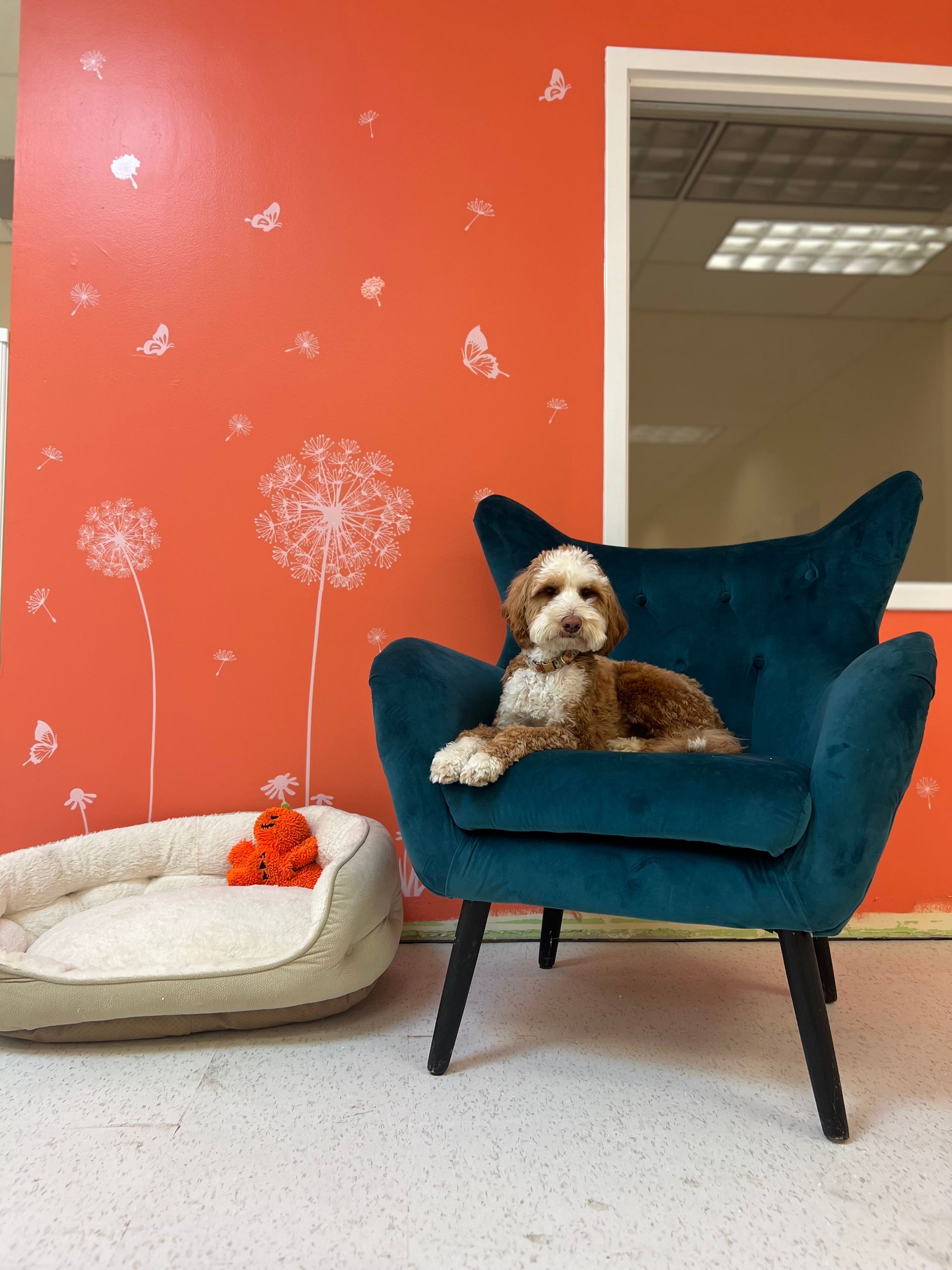 Small dog lounging on a teal chair beside a cream pet bed in an orange room with white floral wall patterns