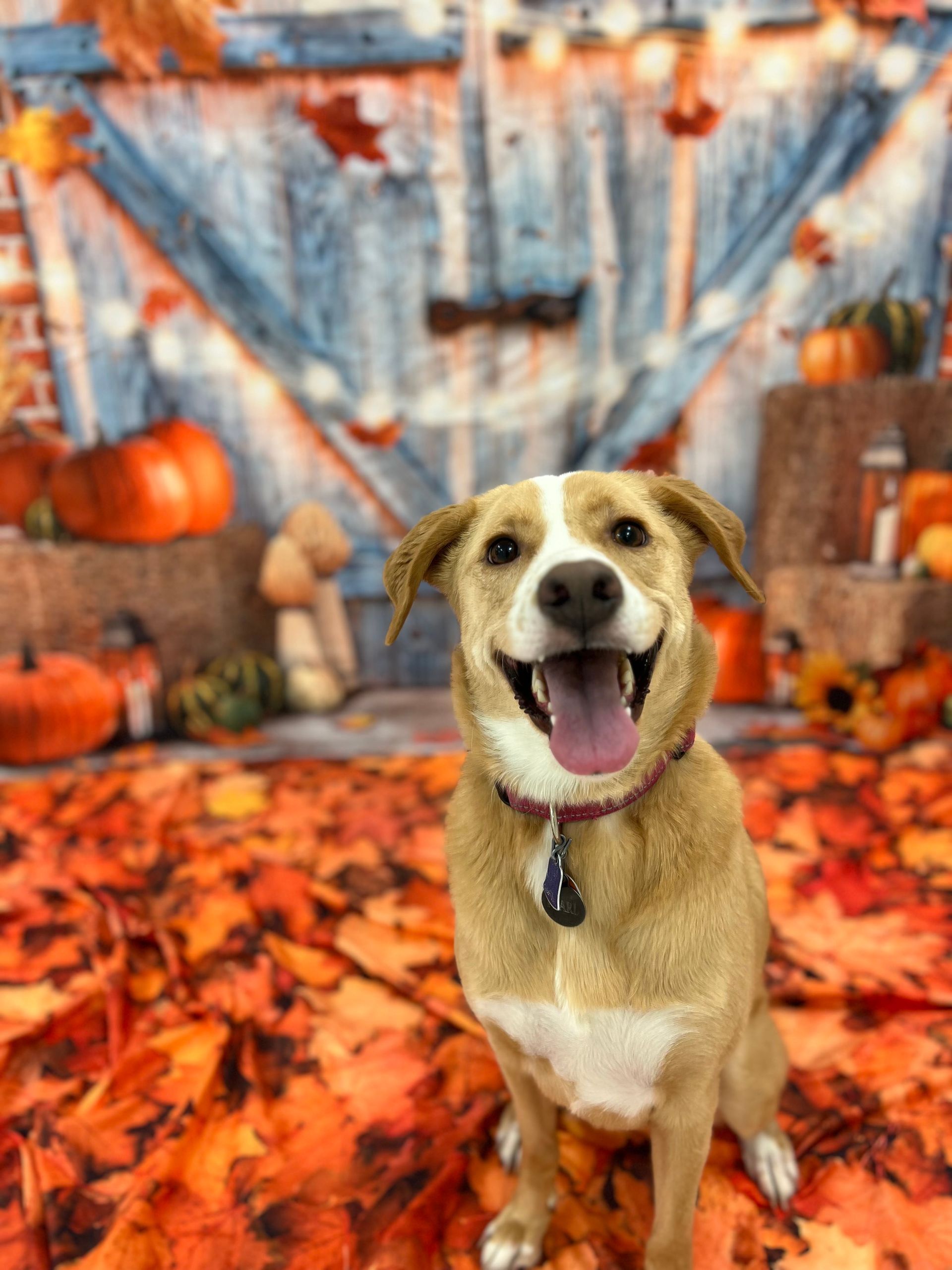 Happy tan-and-white dog sitting among orange autumn leaves and pumpkins in front of a rustic backdrop