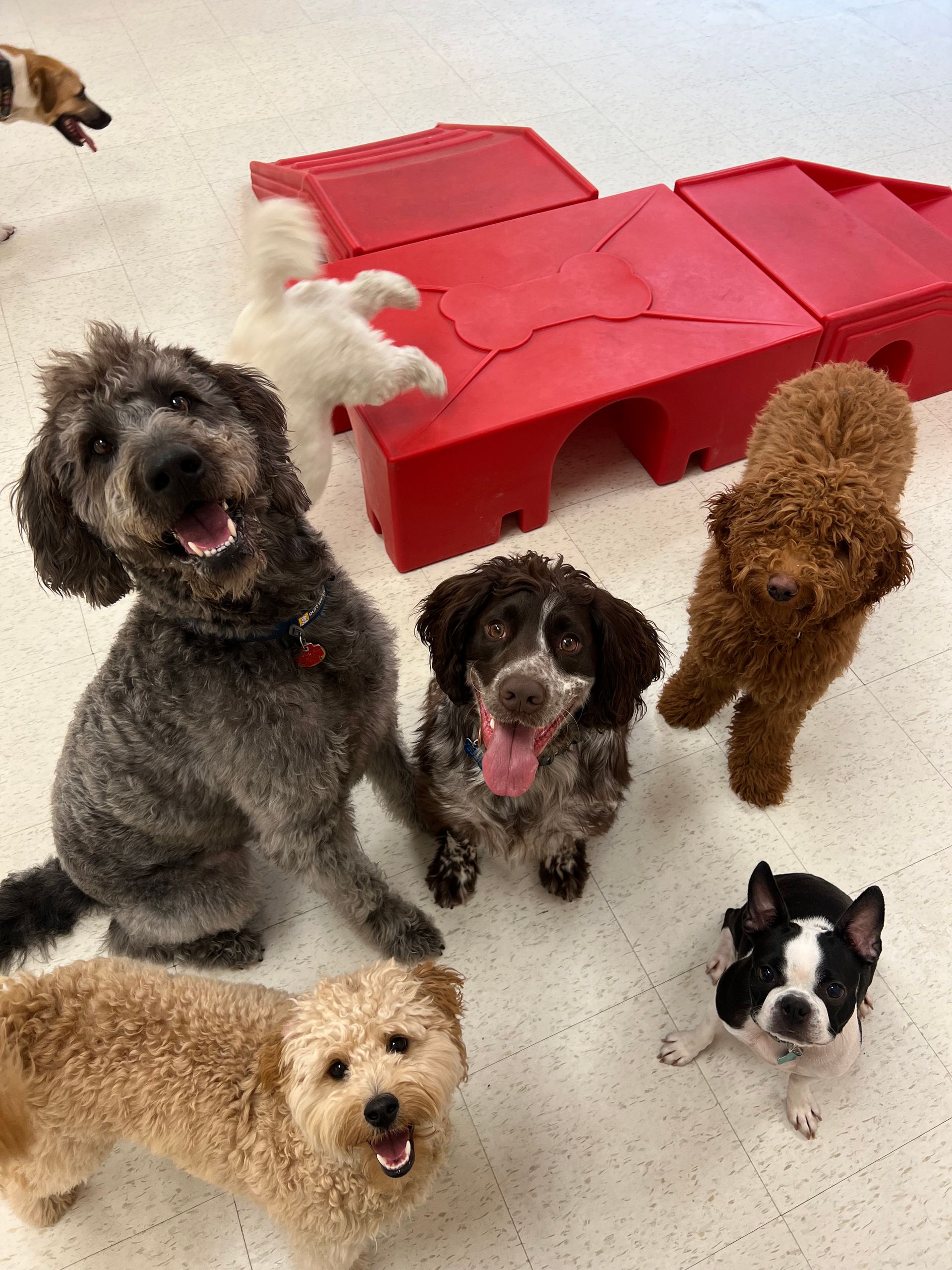 Six dogs of various breeds and sizes sit or stand together on a white floor near a red plastic climbing structure.