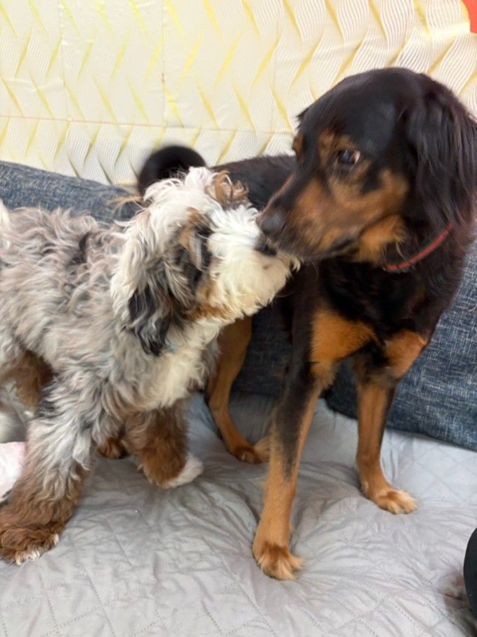 Two dogs nuzzling indoors, a shaggy gray dog and a black-and-tan dachshund.