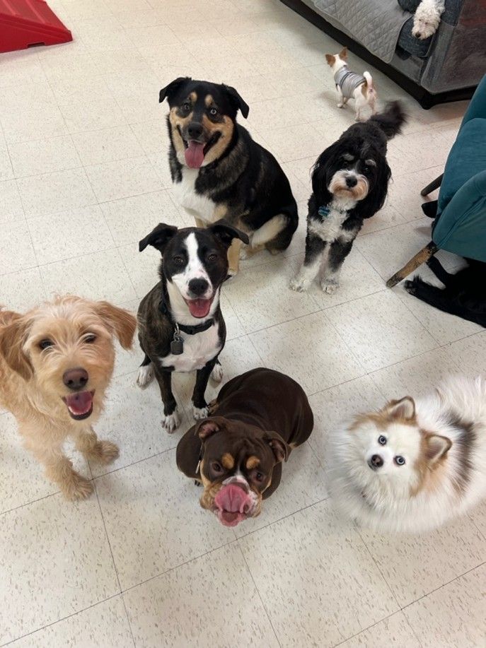 Six happy dogs sitting on a light floor, looking up at the camera indoors.