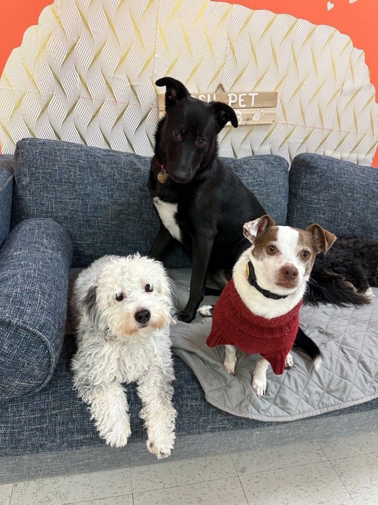 Three dogs on a couch, including a white curly dog, a black dog, and a small dog in a red sweater.