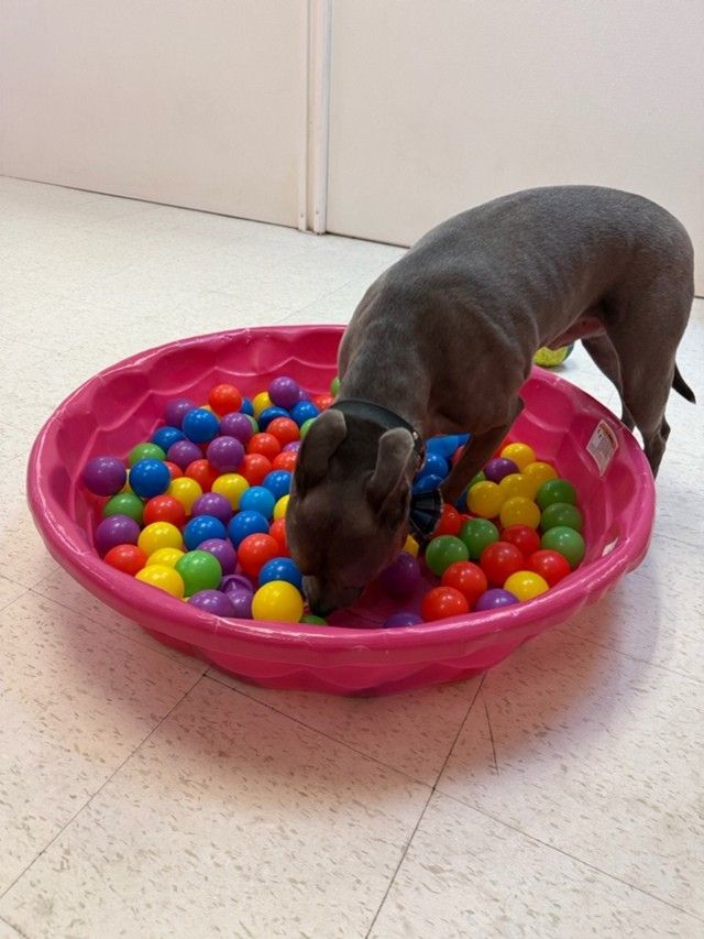 Small dog standing in a pink ball pit, playing with colorful plastic balls indoors