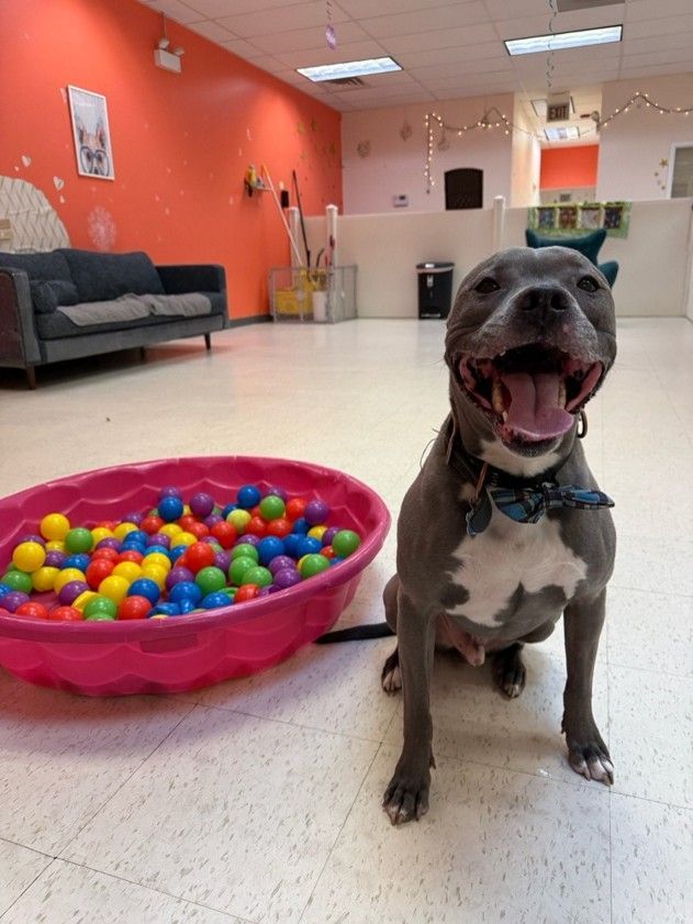 Happy gray dog sitting in a pet daycare room beside a pink ball pit, with sofas and colorful walls.