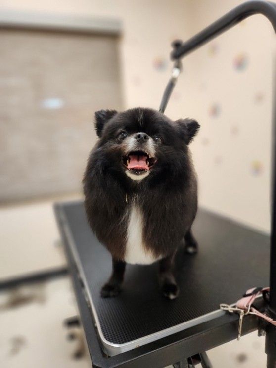 Small black dog with a white chest standing on a grooming table, mouth open.