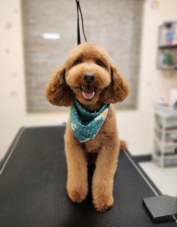 Fluffy apricot poodle wearing a teal bandana, standing on a grooming table with tongue out