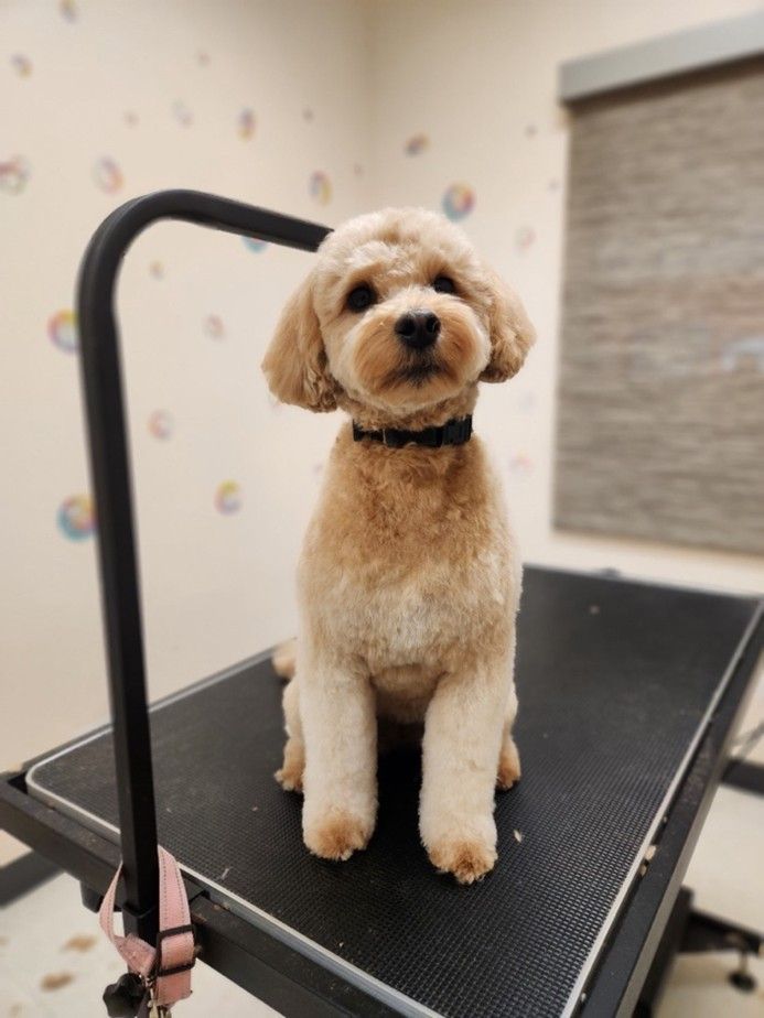 Small tan dog standing on a grooming table, facing forward with a black collar.