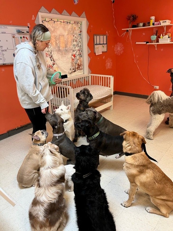 Person feeding a group of dogs in a bright orange room with a white crib and wall shelves