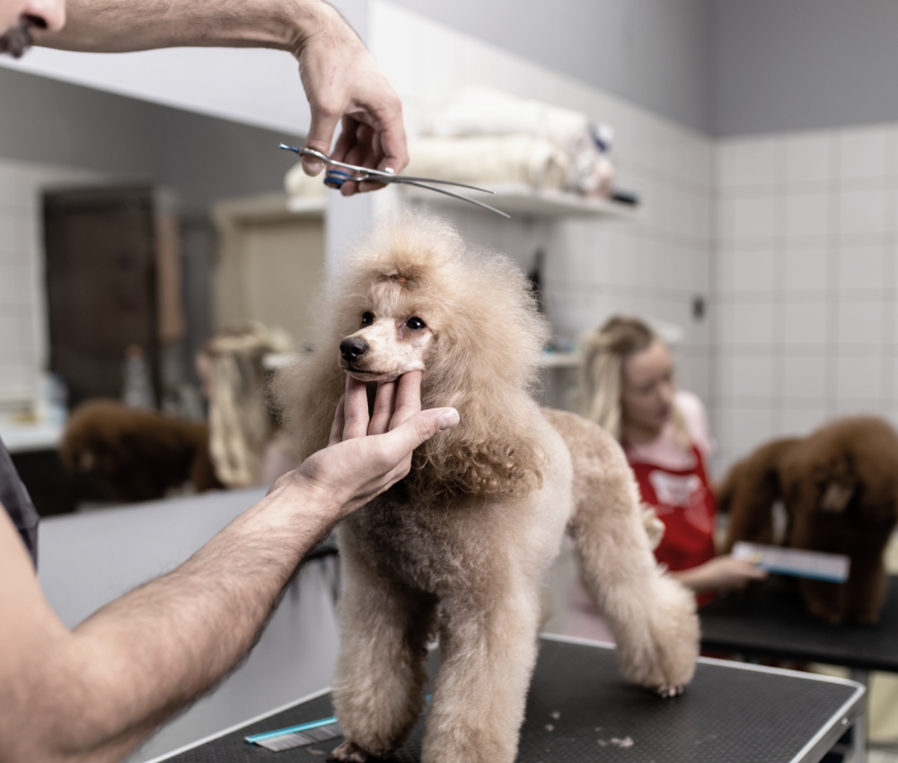 Poodle getting hair groomed by dog groomer.