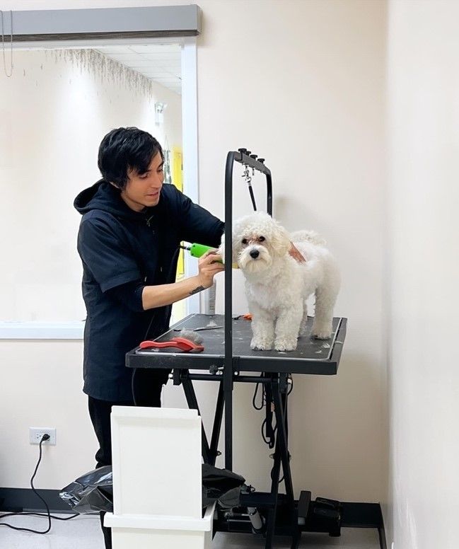 A man is grooming a small white dog on a table