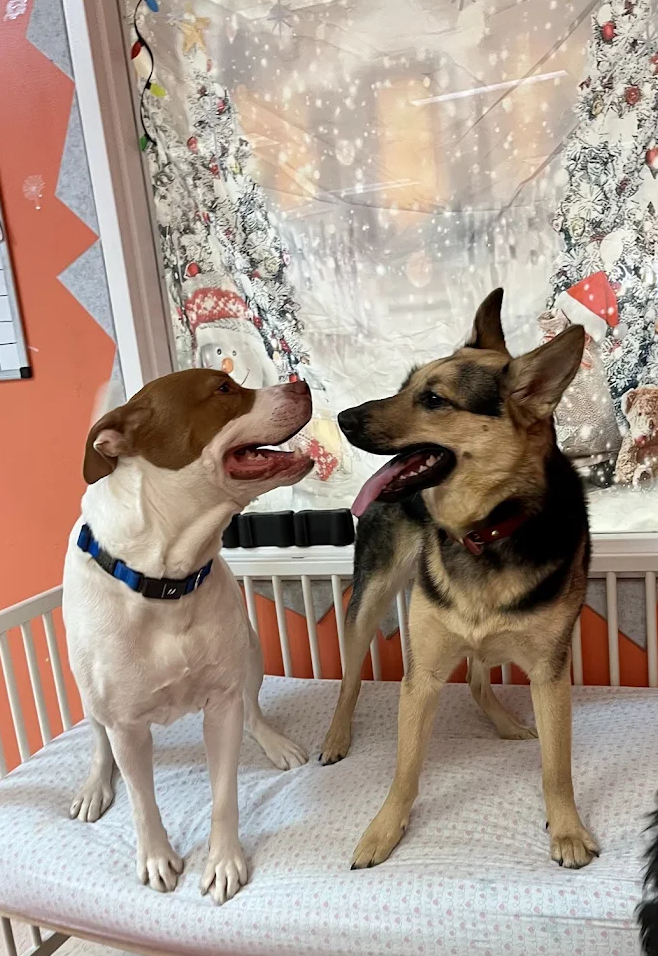 Two Shiba Inu dogs sitting on a couch, one tan and one darker, both looking at the camera.