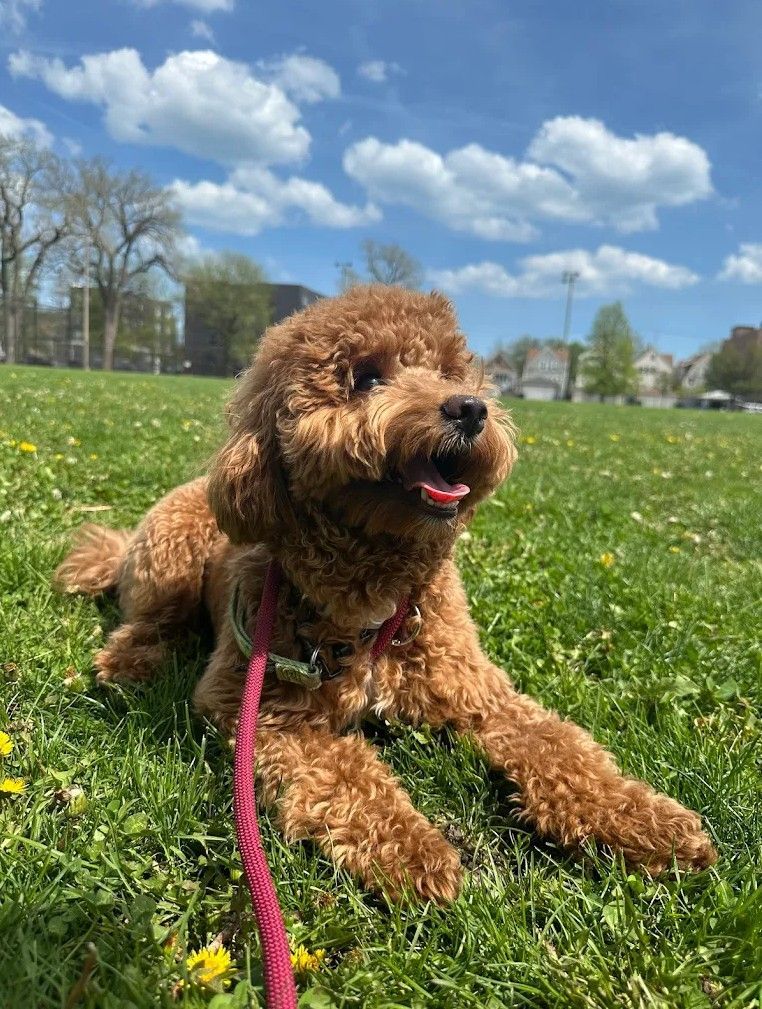 Curly brown dog on a pink leash lying in green grass under a blue sky with clouds