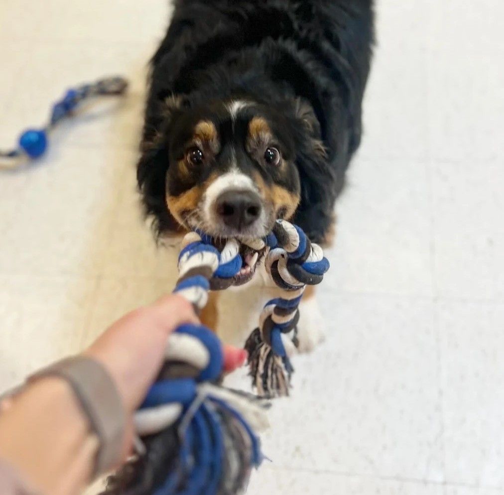 Black-and-tan dog tugging a blue-and-white rope toy from a person’s hand indoors