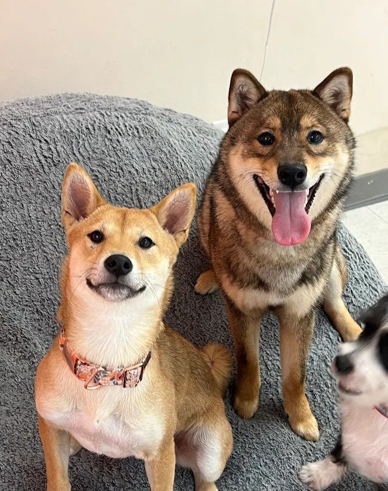 Two Shiba Inu dogs sitting on a couch, one tan and one darker, both looking at the camera.