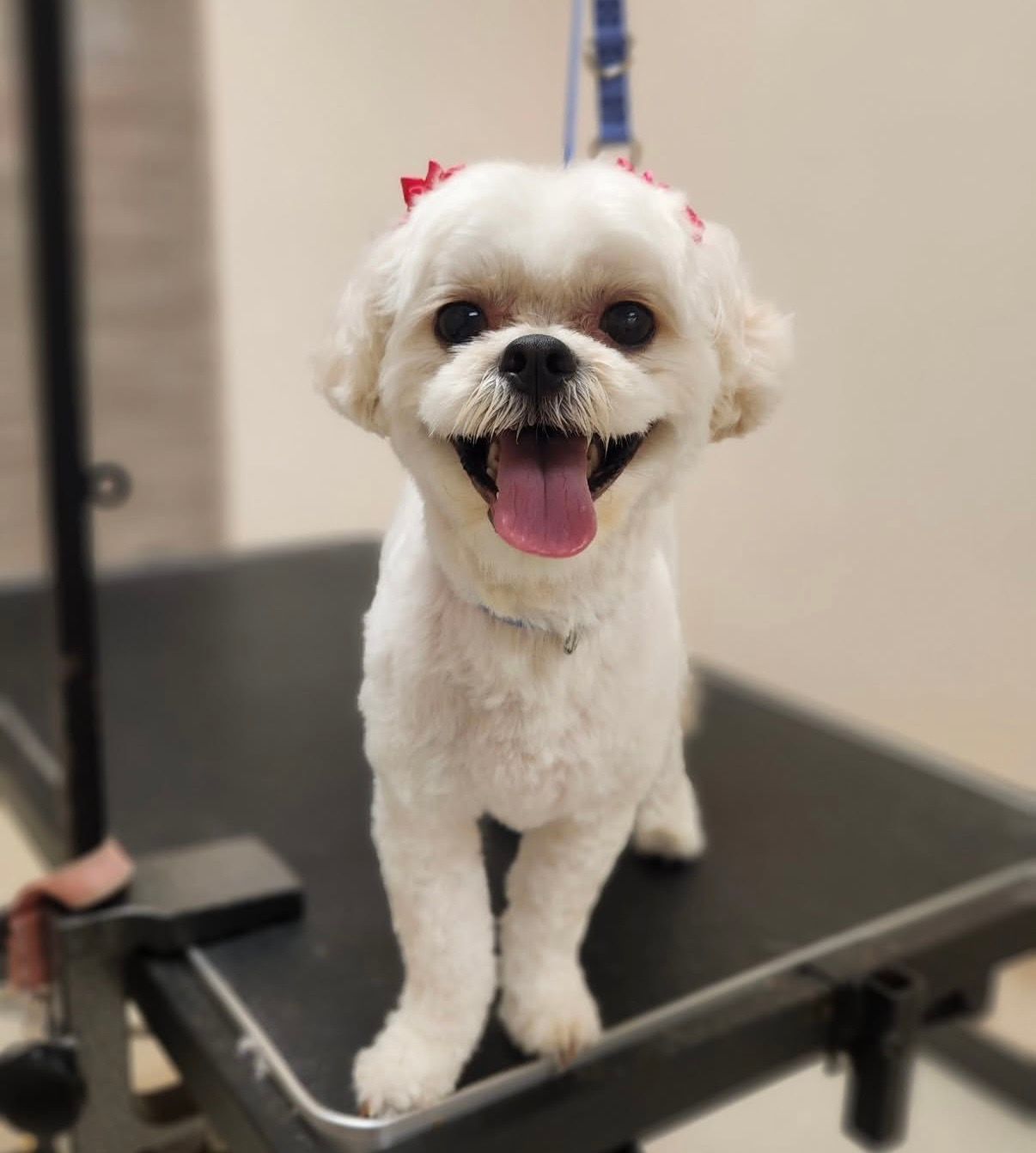 Small white dog with red bows standing on a grooming table, mouth open and tongue out.