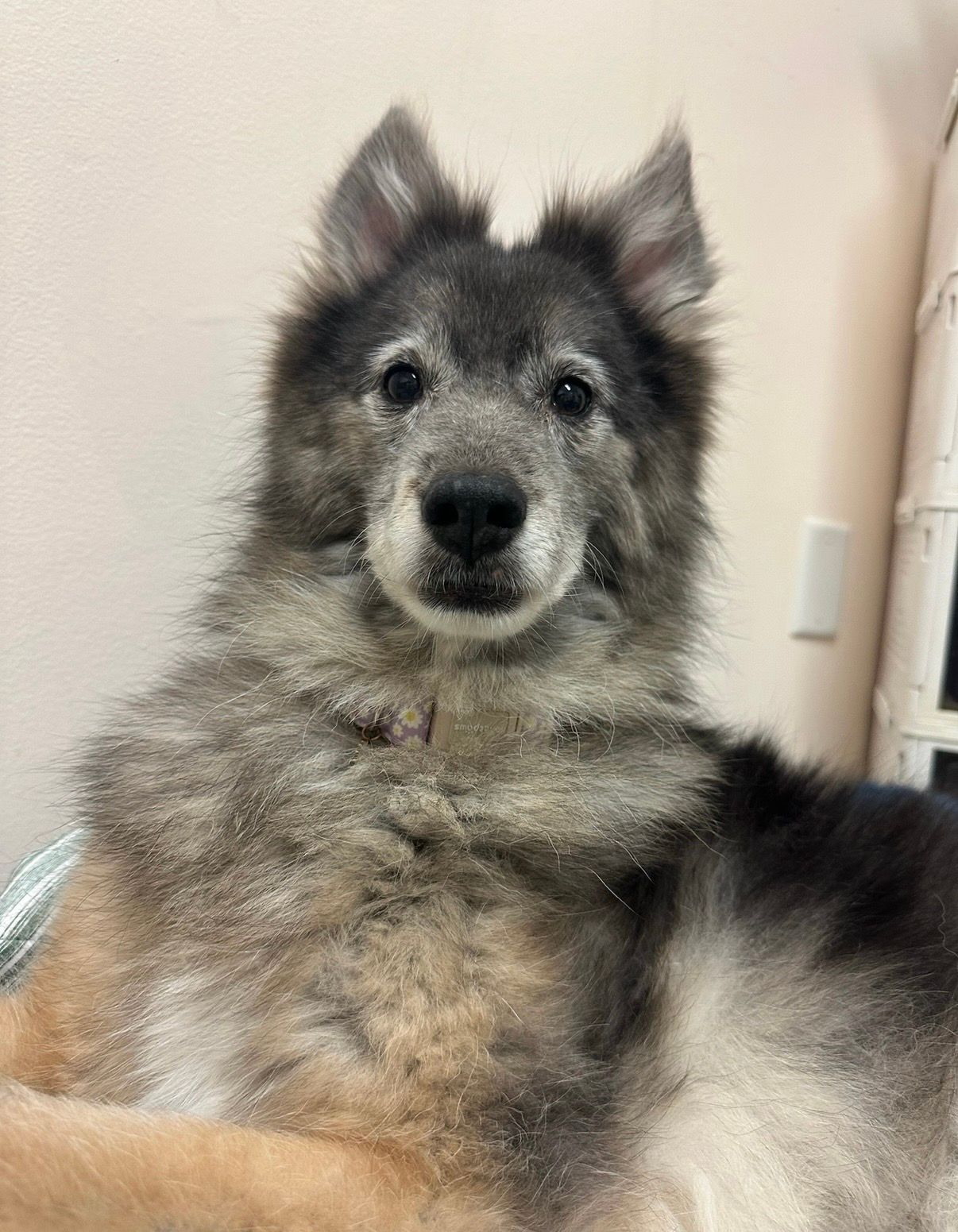 Fluffy gray-and-black dog facing the camera indoors.