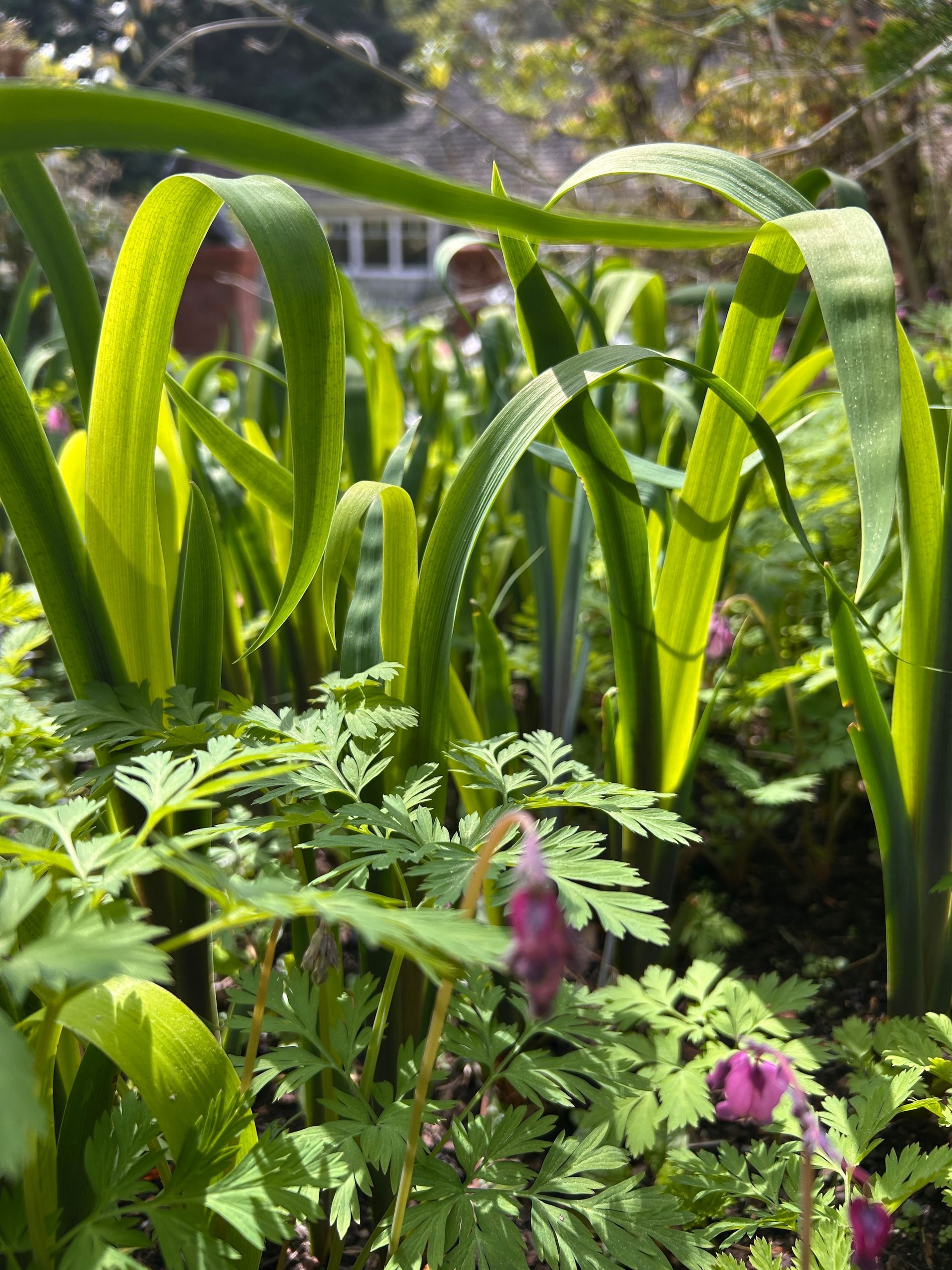 Green garden plants with tall leaves and small purple flowers in soft sunlight