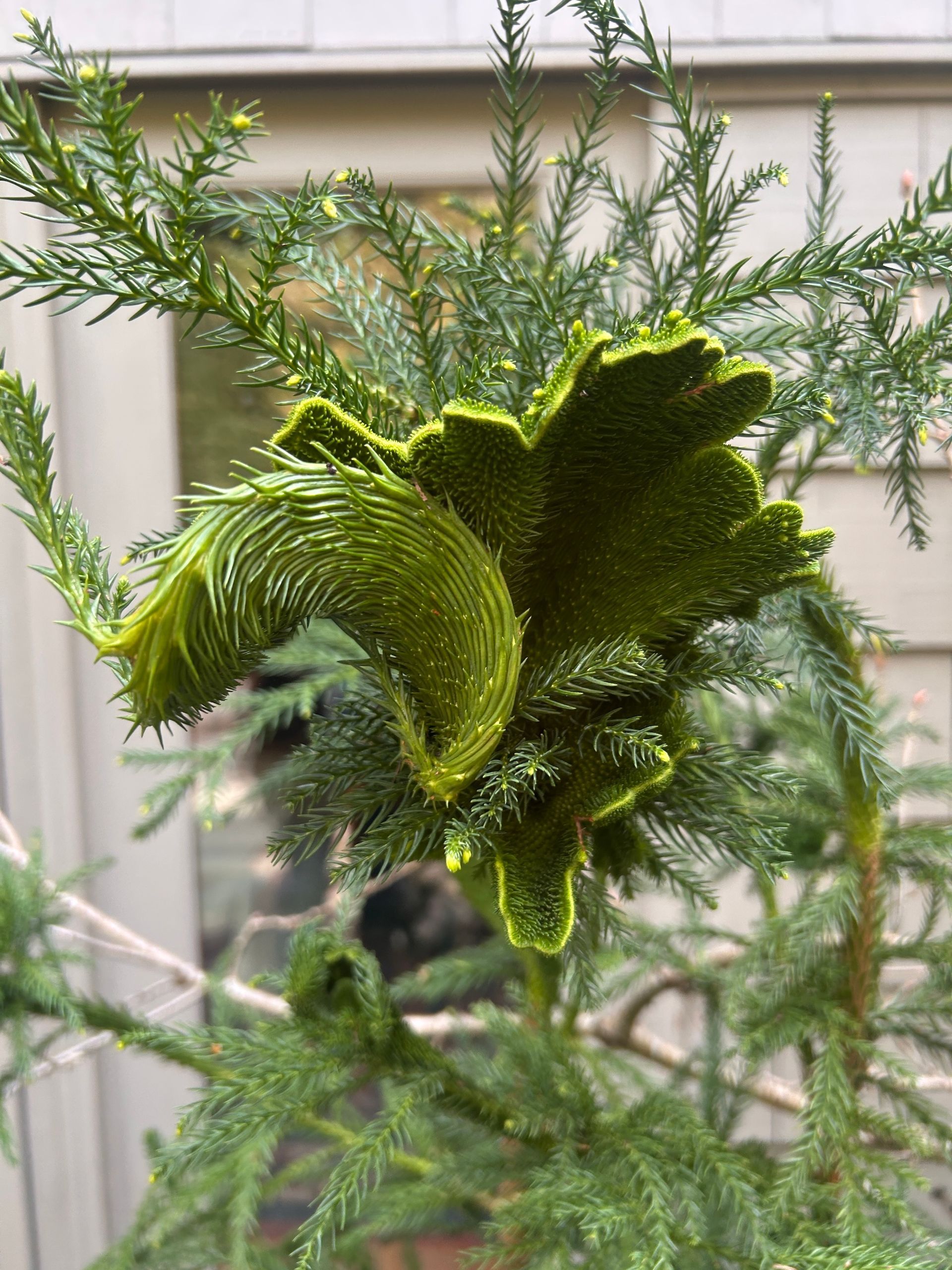 Green fern frond unfurling among soft, feathery foliage in a garden setting