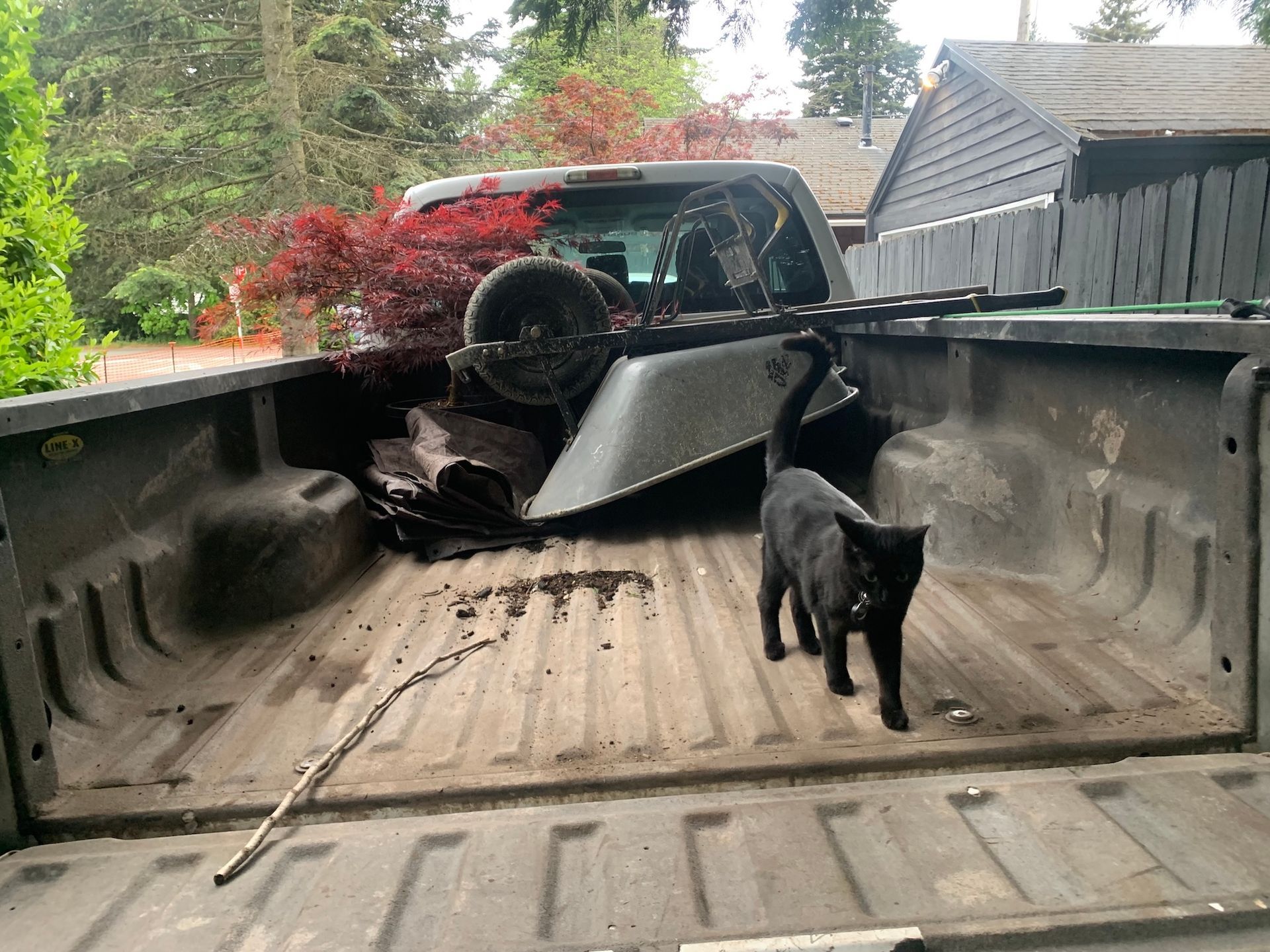Black dog standing in a pickup truck bed with a damaged vehicle and loose parts behind it.