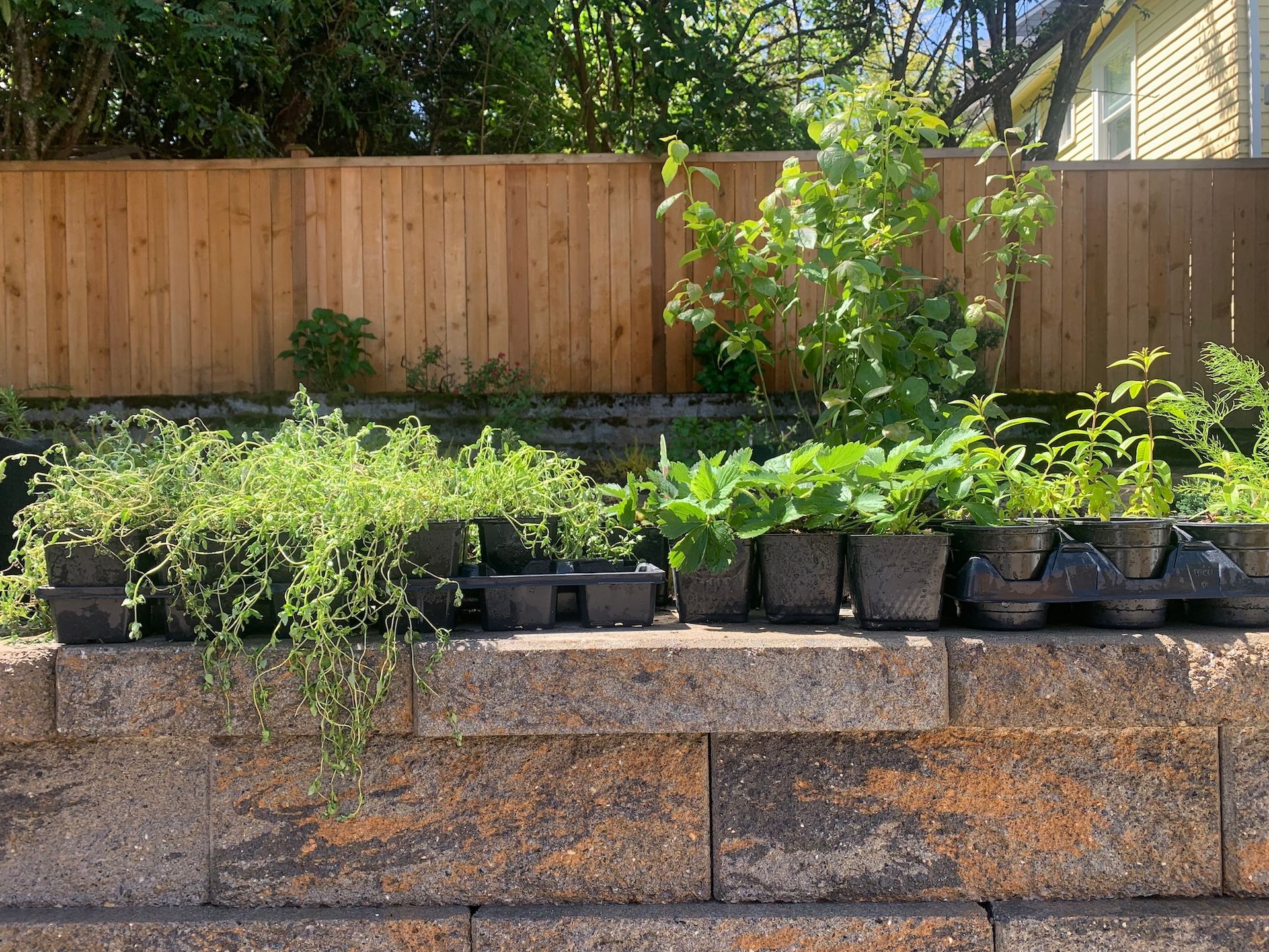 Raised garden bed with small green plants and black pots in front of a wooden fence