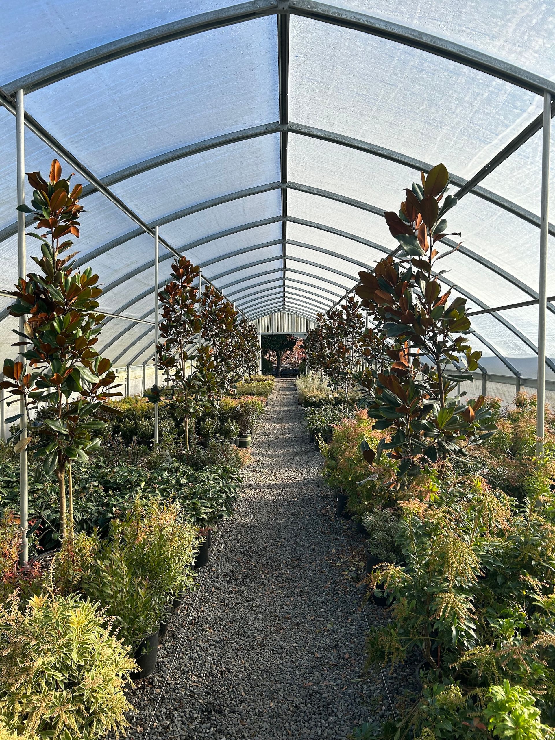 Row of young shrubs in a gravel nursery tunnel beneath a translucent arched greenhouse roof