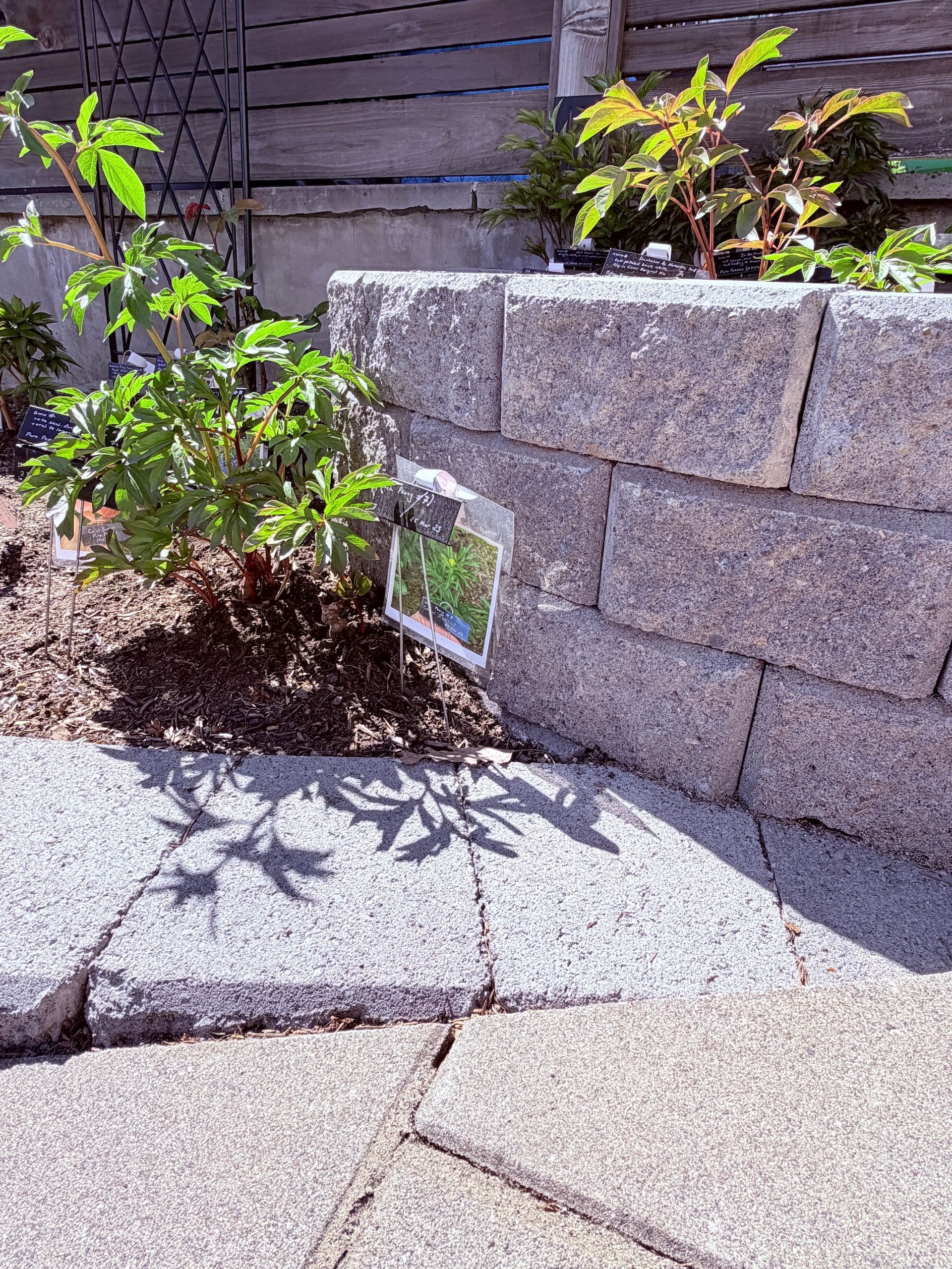 Small garden bed with green plants beside a stone retaining wall and paved walkway.