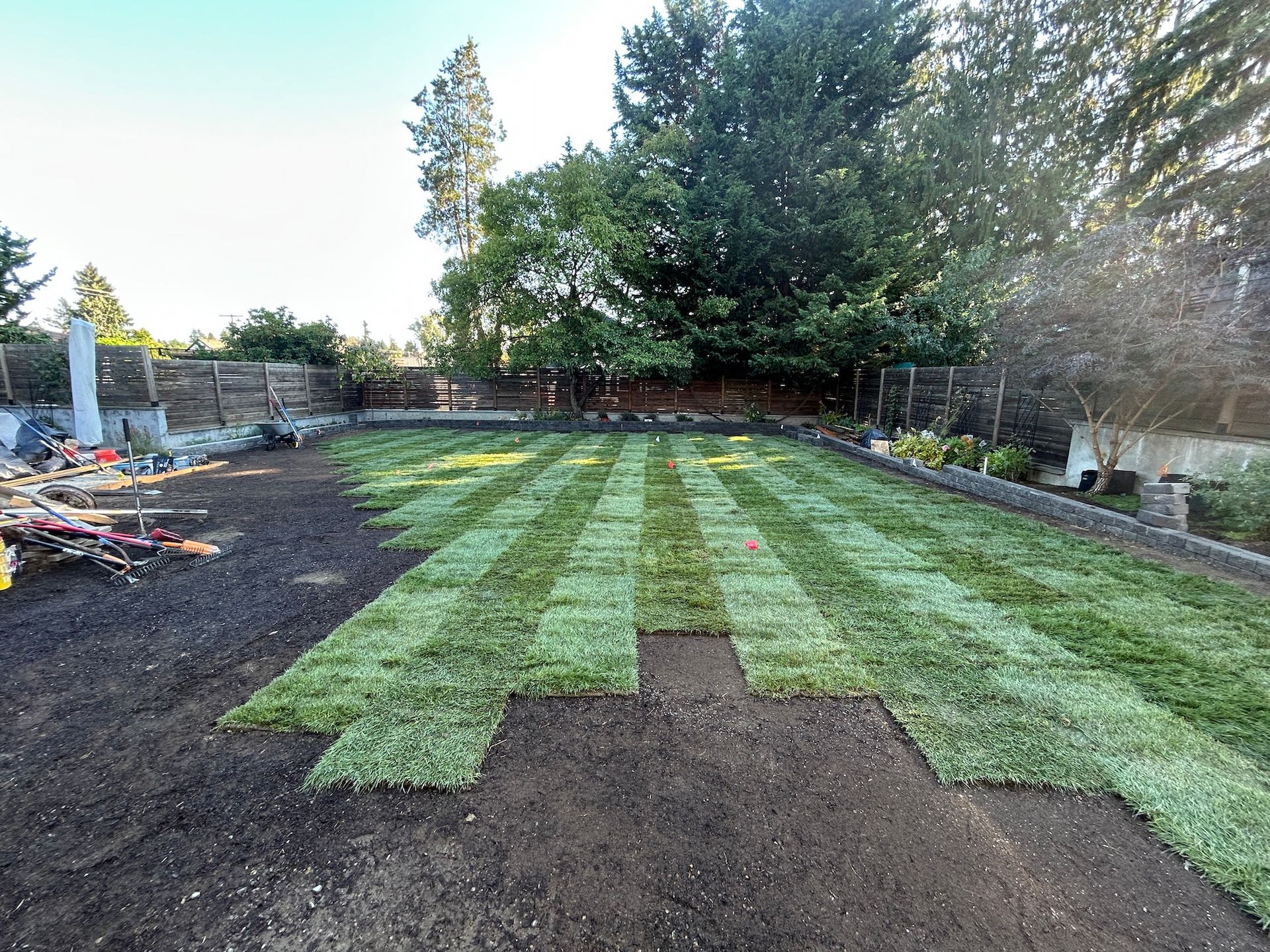 Freshly laid green sod strips in a backyard, with dark soil visible and trees along the fence line.
