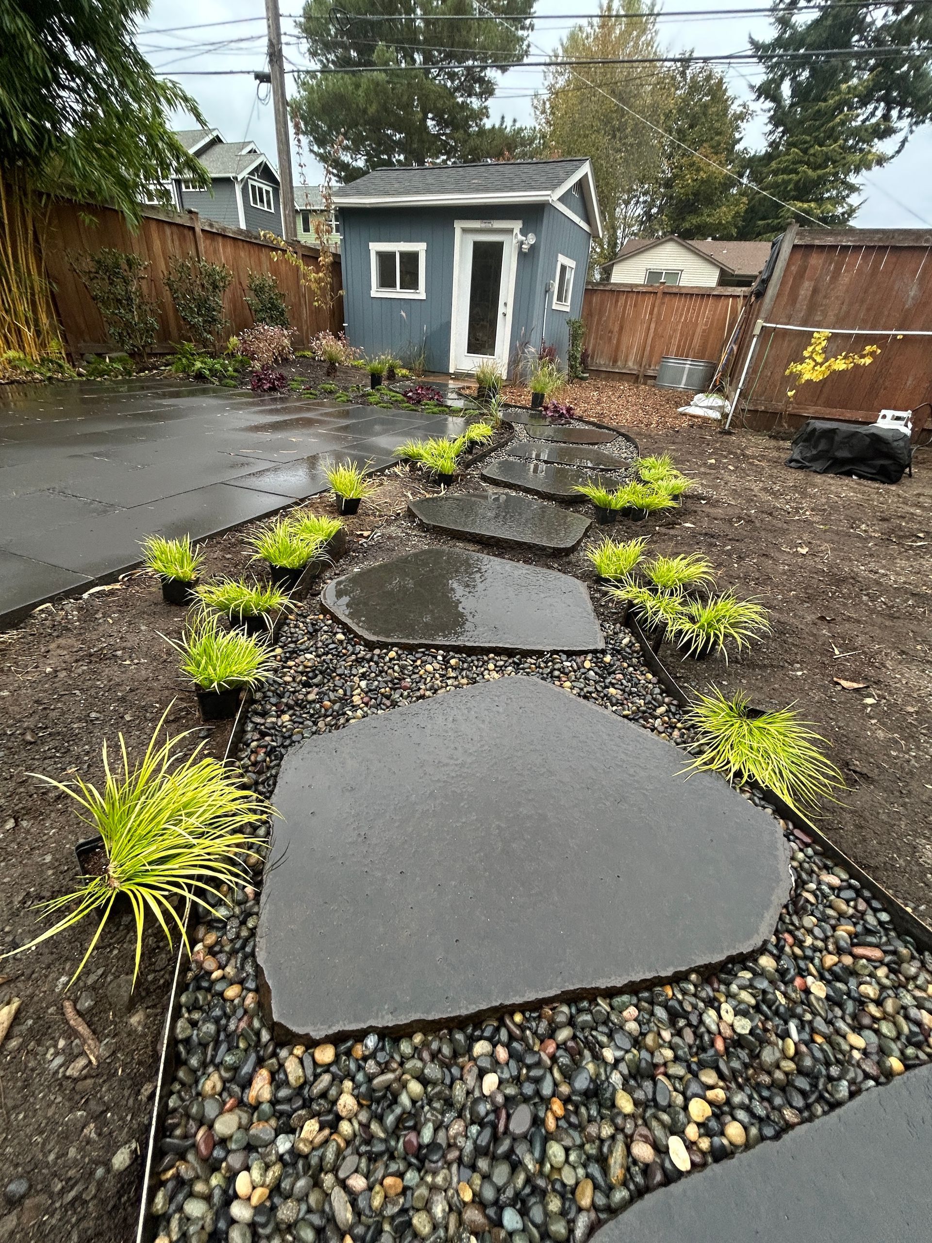 Rainy backyard with stepping stones, mulch, small green plants, and a gray shed in the background