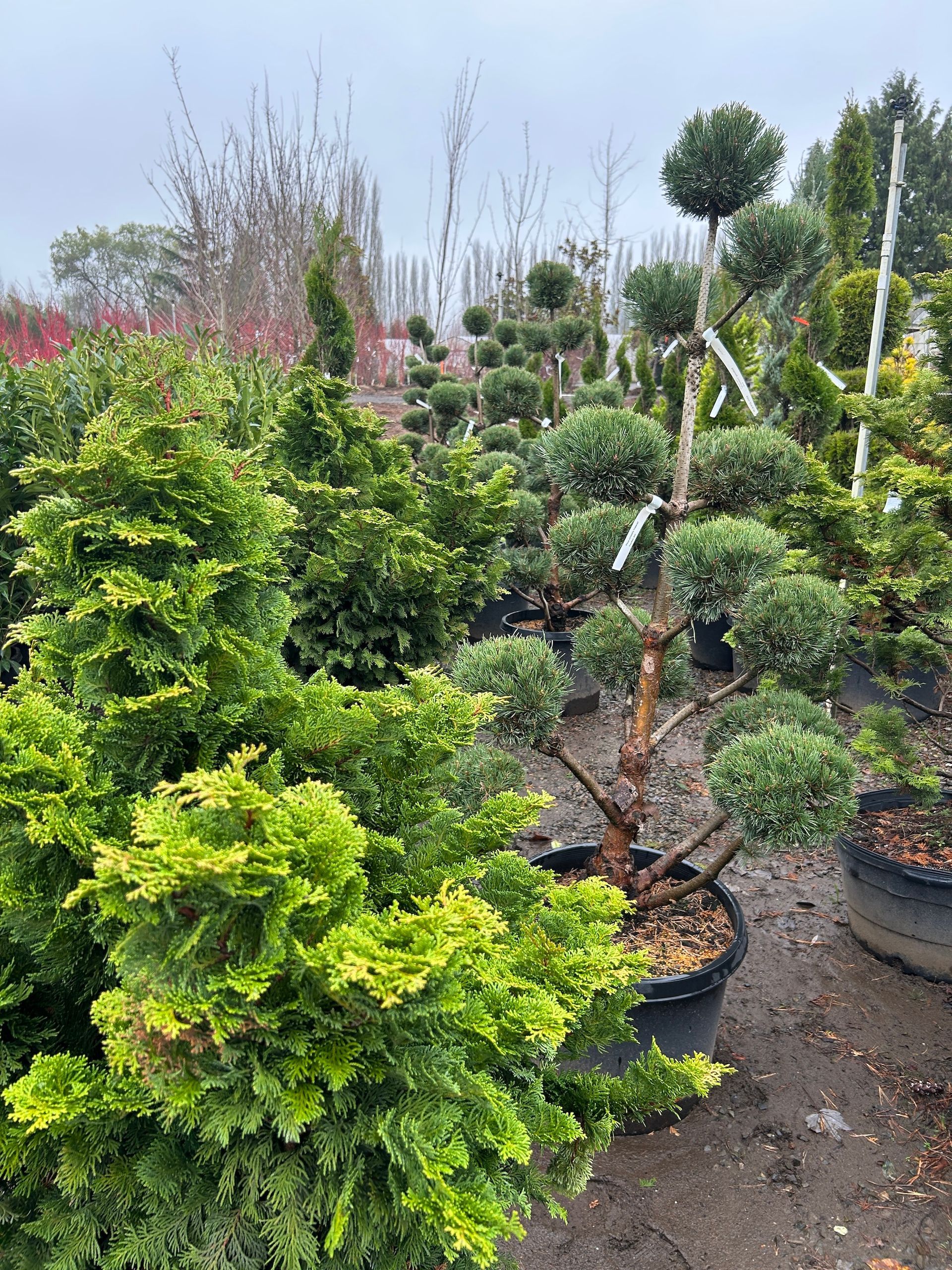 Potted evergreen shrubs in a nursery, with a bright green bush in the foreground and rows of plants behind.