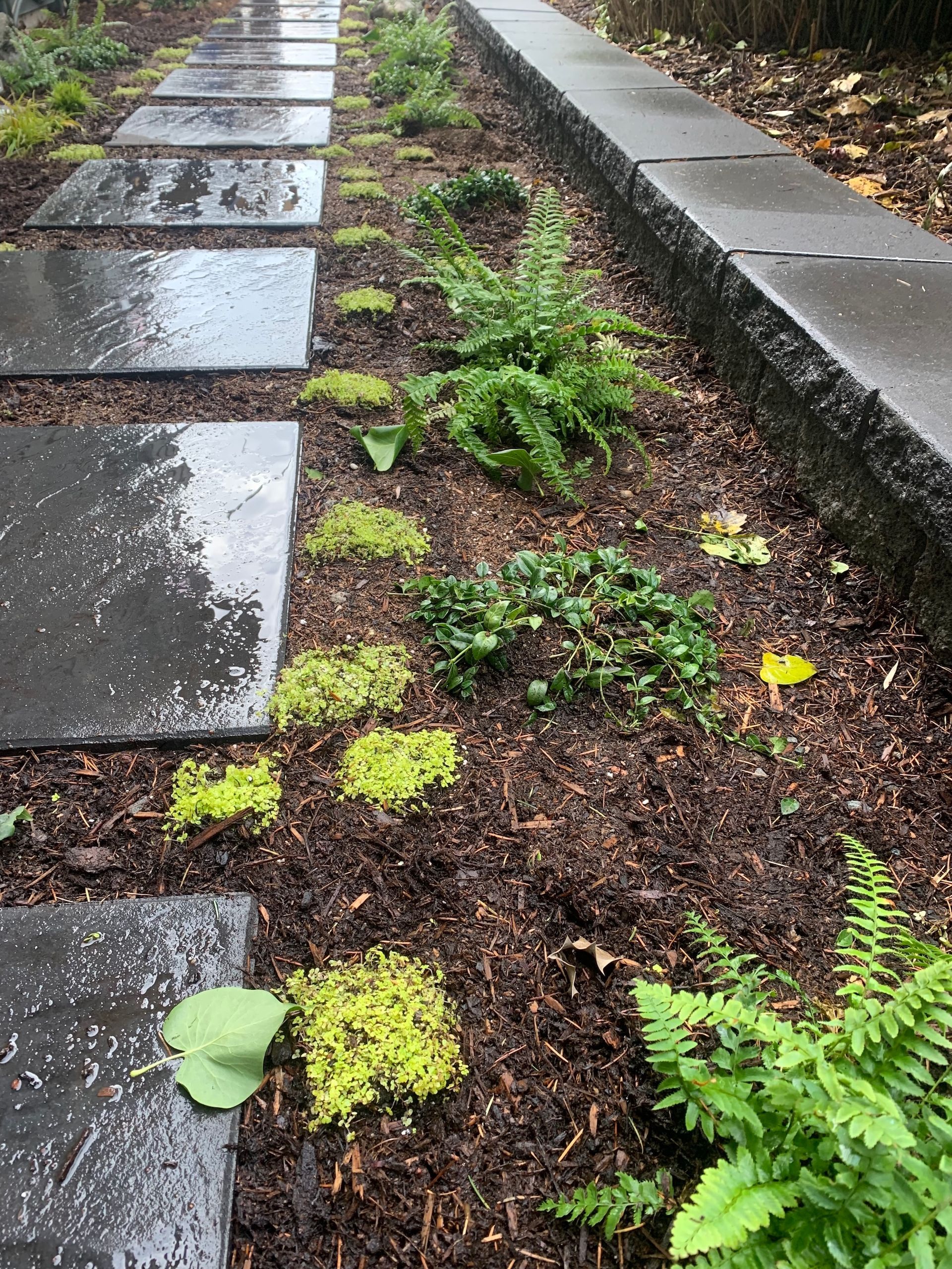 Rainy walkway with wet stone pavers and a narrow planted strip of ferns and moss