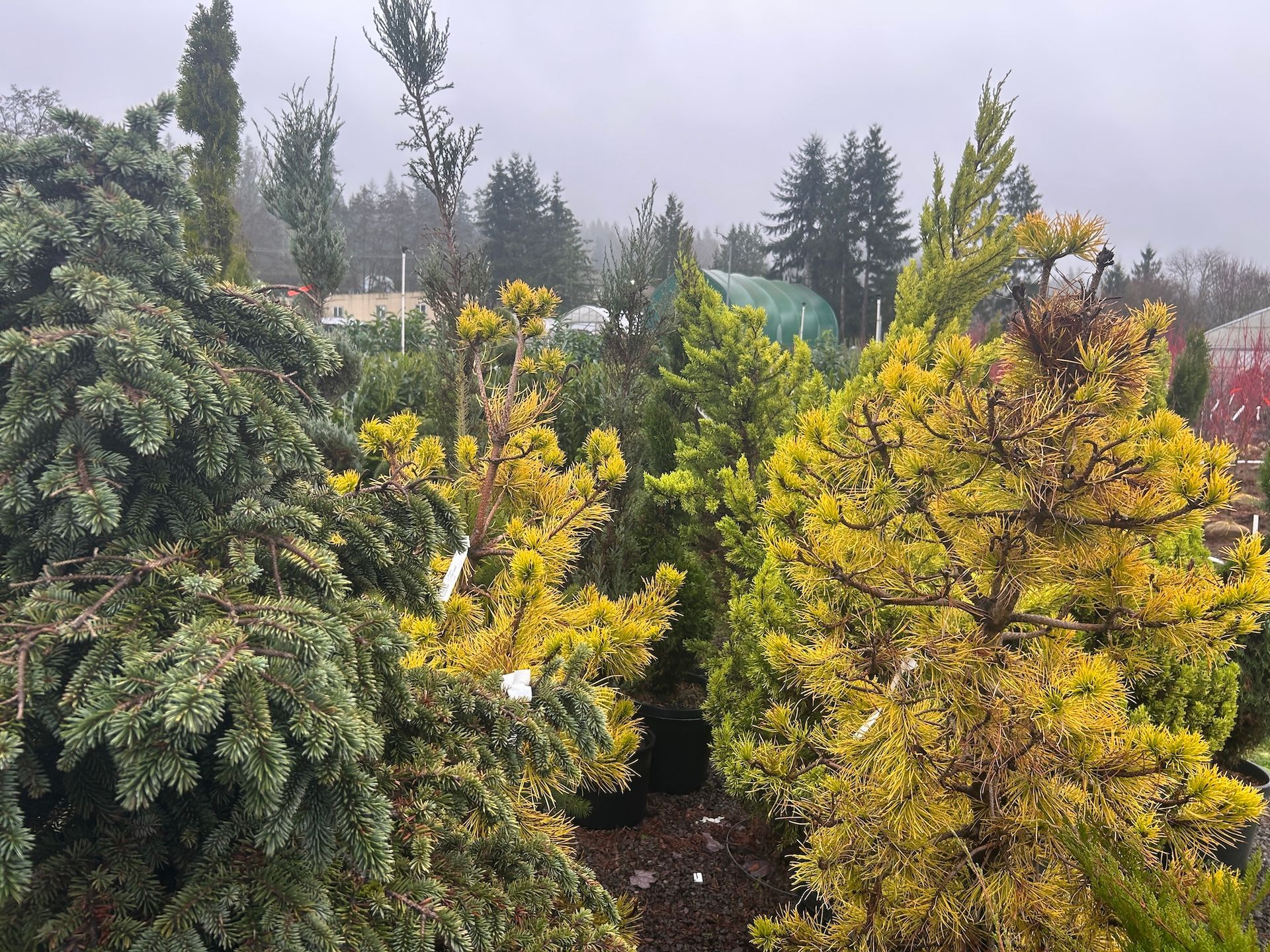 Yellow and green conifer trees in a misty garden or nursery