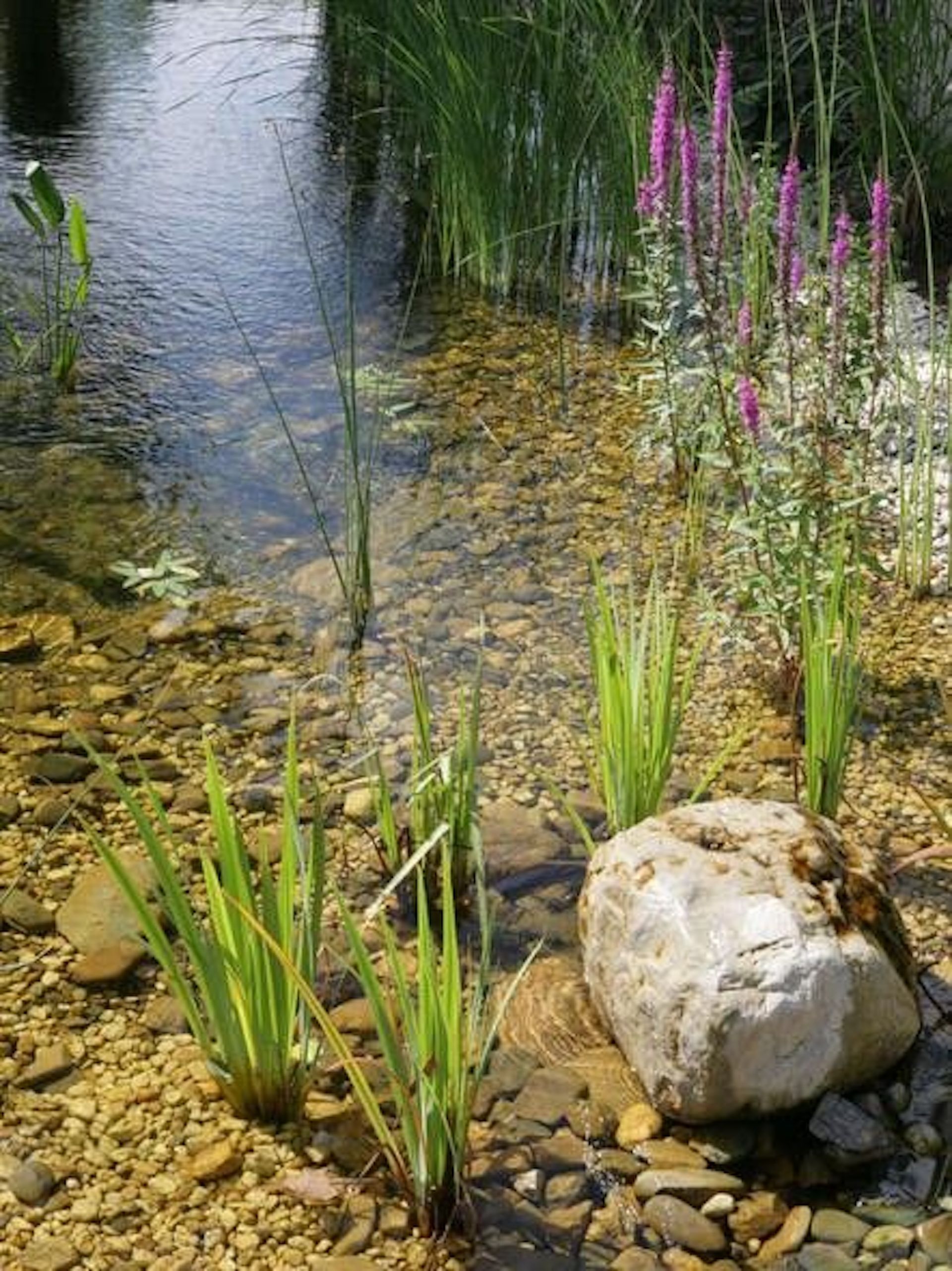 Shallow pond with reeds, purple wildflowers, and a large white rock on a pebbled shore
