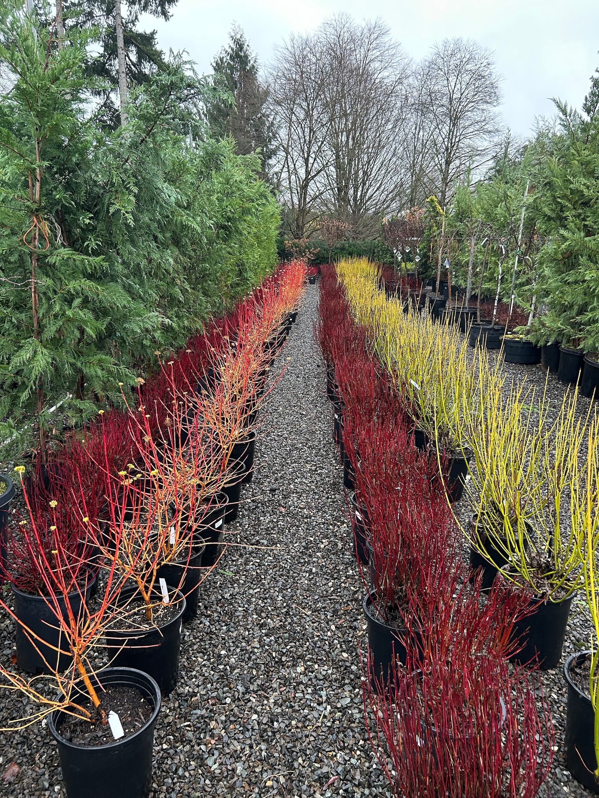 Rows of potted red, yellow, and green shrubs lining a gravel nursery path