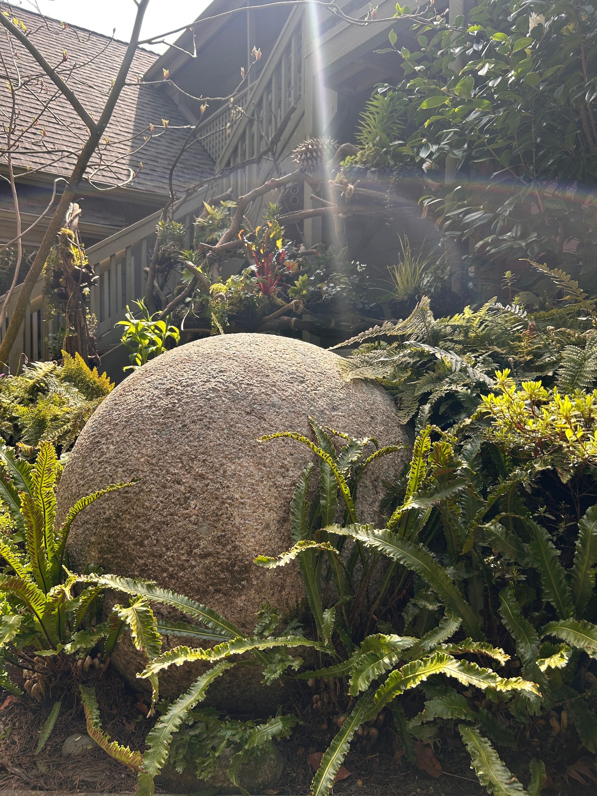 Large stone among green ferns in a sunlit garden, with a house roof and trees behind.