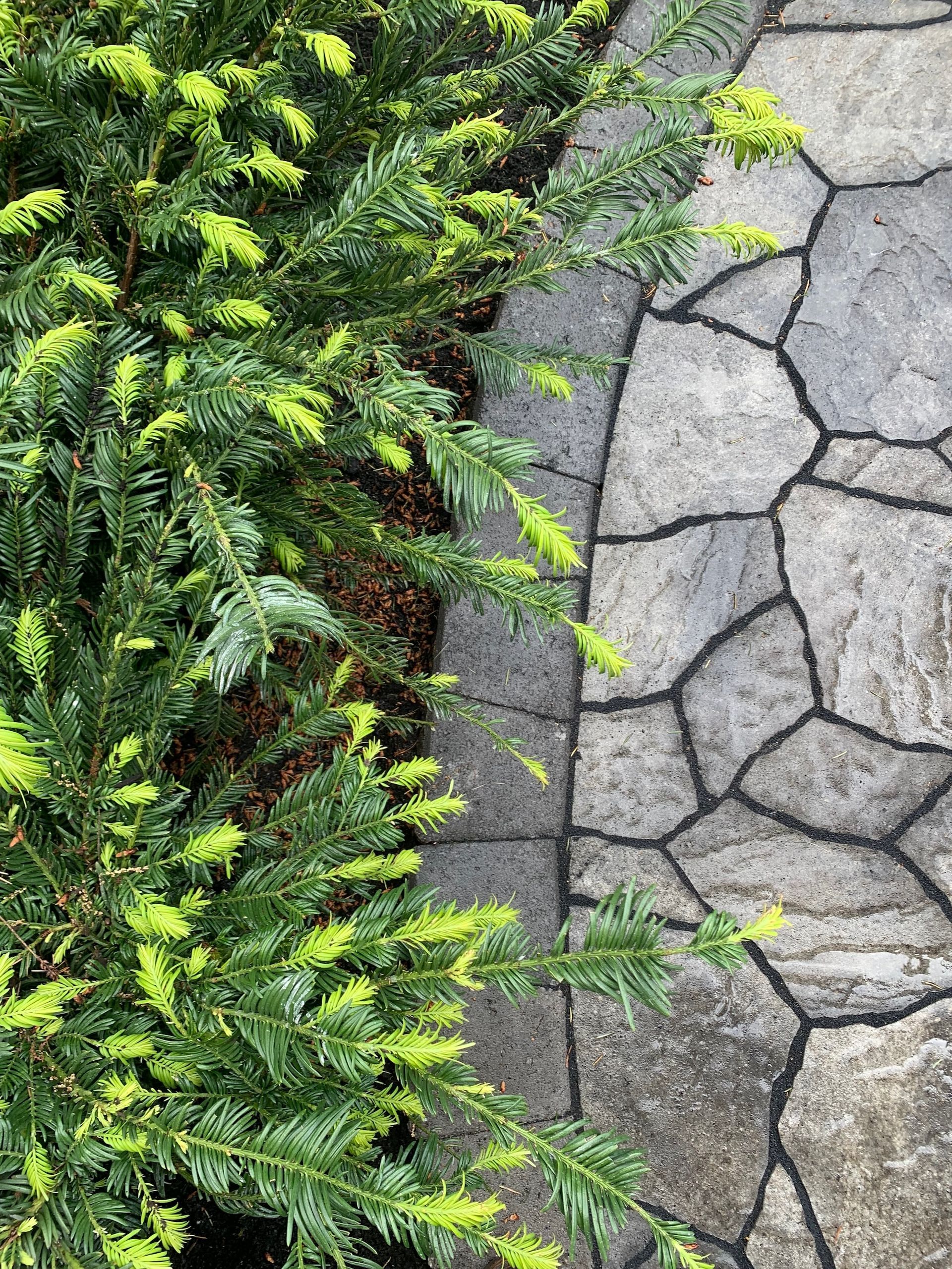 Green shrub beside a gray stone-paved walkway