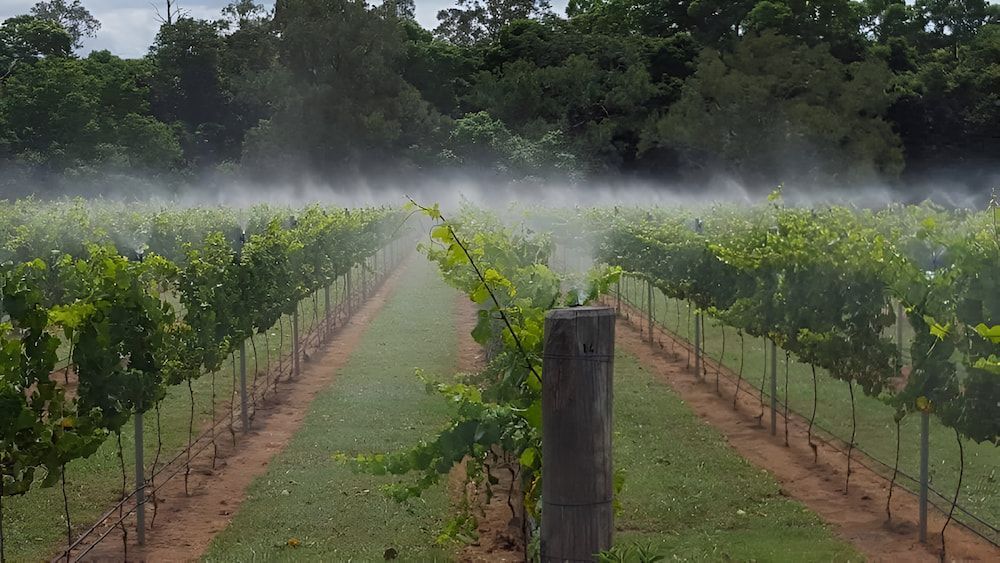 A Vineyard Is Being Sprayed With Water On A Sunny Day — Manning Valley Pumps And Irrigation In Wingham, NSW