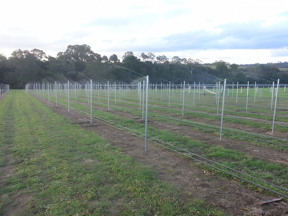 A Fenced In Field Of Grass With Trees In The Background — Manning Valley Pumps And Irrigation In Taree, NSW