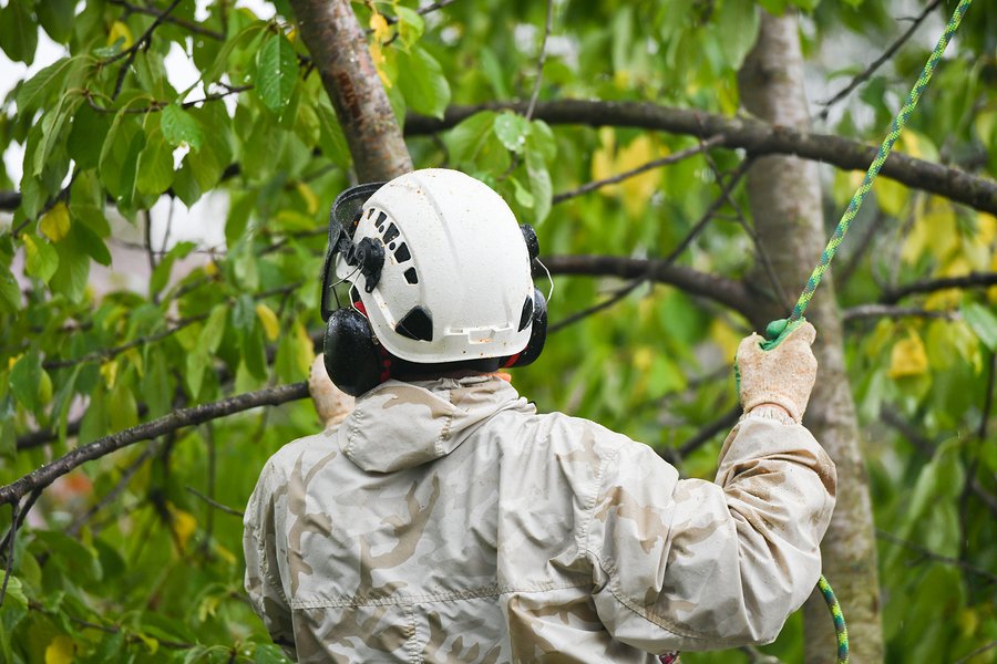 Tree Service, Tree Trimming Near Me, Waco, TX