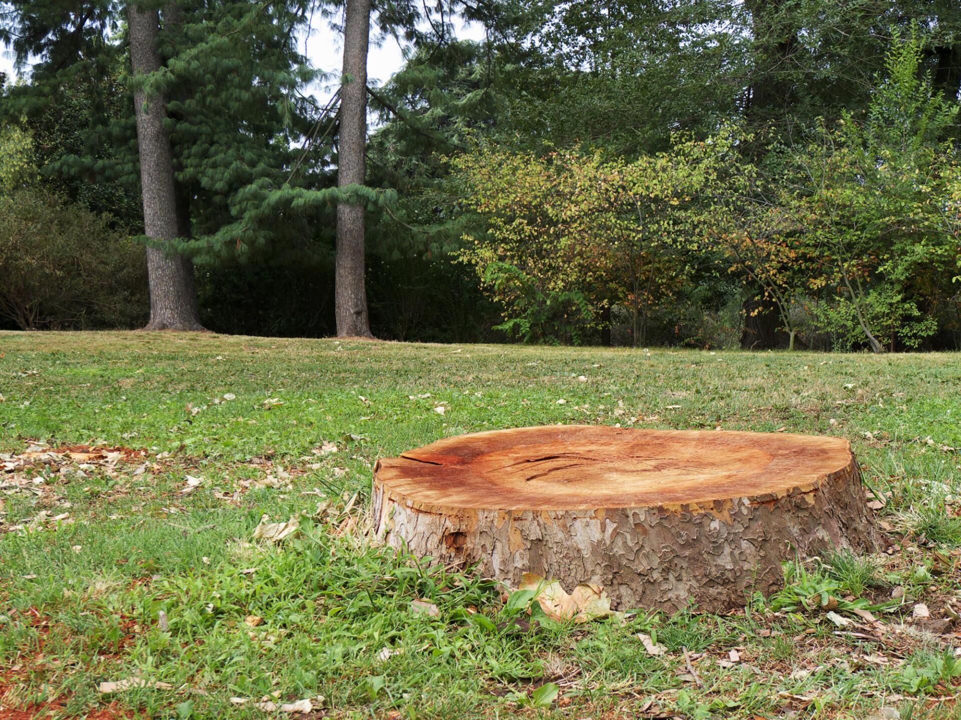 tree stump near the grass