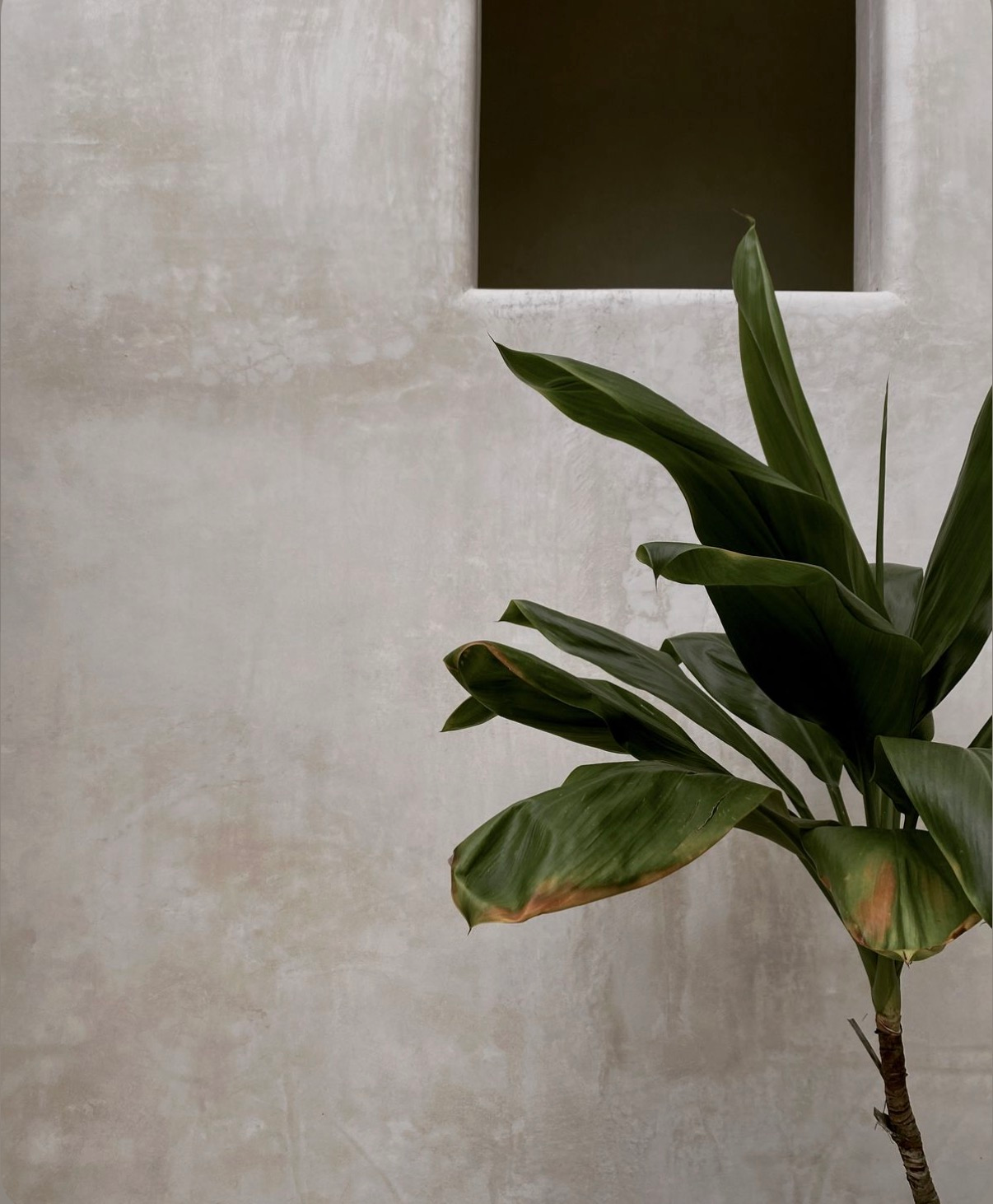 Green potted plant against a gray wall beneath a small open window