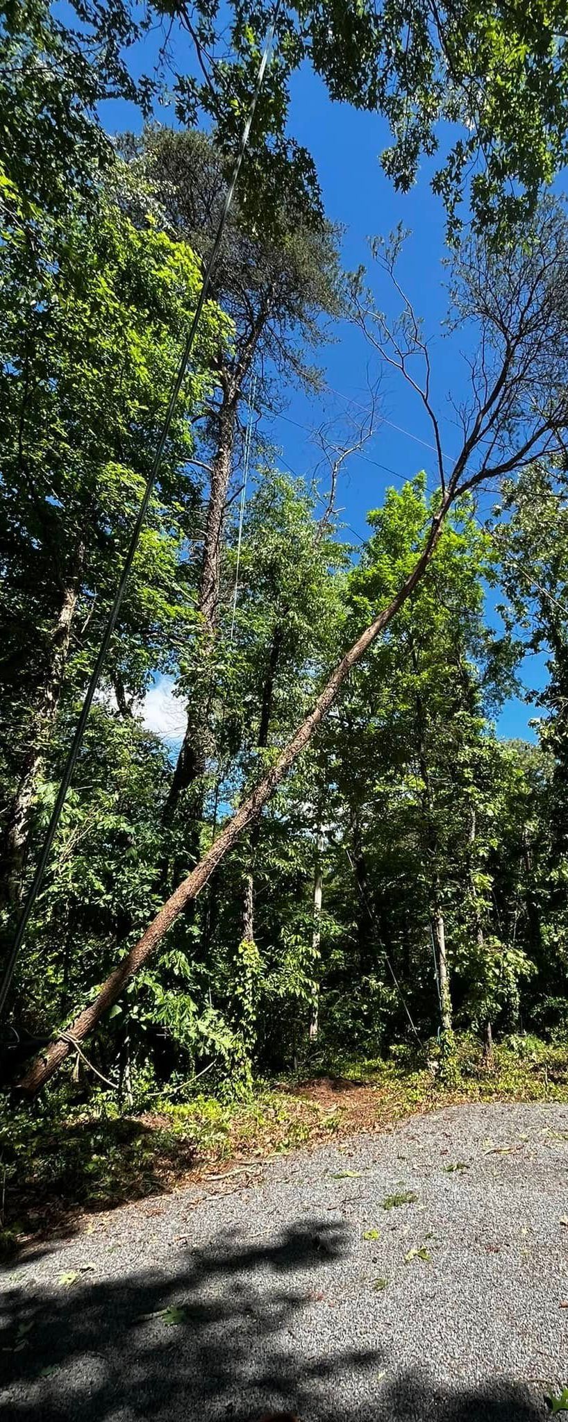 Twisted Timbers Tree Care, Shenandoah, Lexington VA, Buena vista VA, Charlottesville VA, Culpeper VA, Fredericksburg VA, Broadway VA, Grottoes VA, Massanetta Springs VA, Greenville VA, Luray, VA, Elkton, VA, Harrisonburg VA, Jollett VA, Stanley VA, Staunton VA, Comertown VA, Grove Hill VA, New Market VA, Waynesboro VA, Tenth Legion VA, Tree Removal, Tree Removal Company, Tree Removal Near Me, Emergency Tree Removal, Shenandoah Tree Removal, Waynesboro Tree Removal, Charlottesville Tree Removal, Harrisonburg Tree Removal, Lexington Tree Removal, Staunton Tree Removal, Tree Trimming, Shenandoah Tree Trimming, Waynesboro Tree Trimming, Charlottesville Tree Trimming, Harrisonburg Tree Trimming, Lexington Tree Trimming, Staunton Tree Trimming, Stump Grinding, Stump Grinding Near Me, Shenandoah Stump Grinding, Waynesboro Stump Grinding, Charlottesville Stump Grinding, Harrisonburg Stump Grinding, Lexington Stump Grinding, Staunton Stump Grinding, Lot Clearing, Lot Clearing Near Me, Shenandoah Lot Clearing, Waynesboro Lot Clearing, Charlottesville Lot Clearing, Harrisonburg Lot Clearing, Lexington Lot Clearing, Staunton Lot Clearing, Storm Damage Clean Up, Tree Risk Assessments, Tree Health Assessments