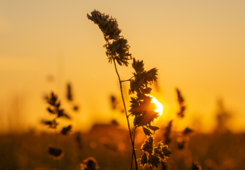 Cremation services in Cartersville, GA