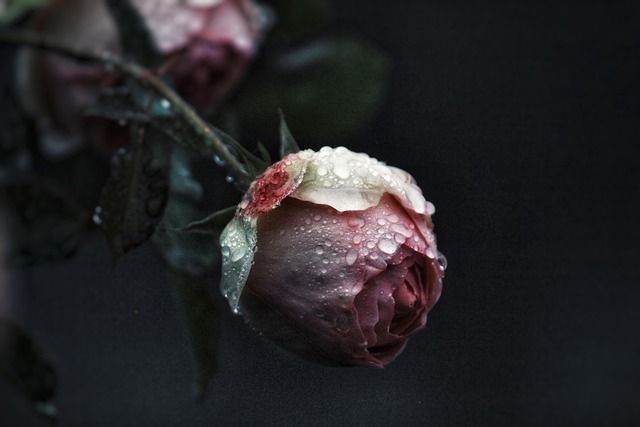 cremation services in Acworth, GA