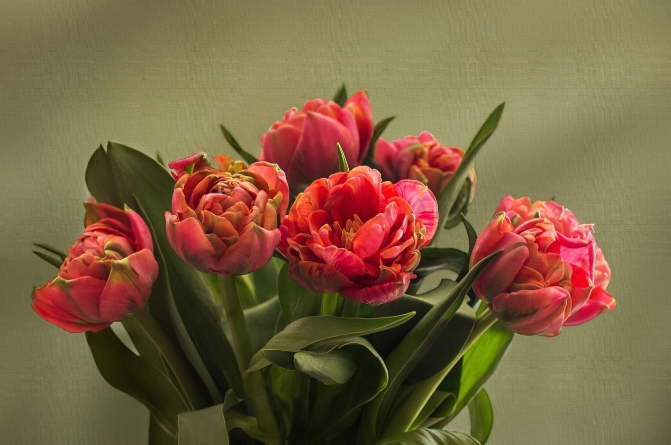 cremation services Kennesaw, GA