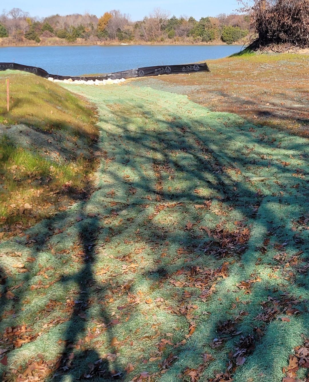 Grassy path leading to a lake with trees and shadows in a sunny park