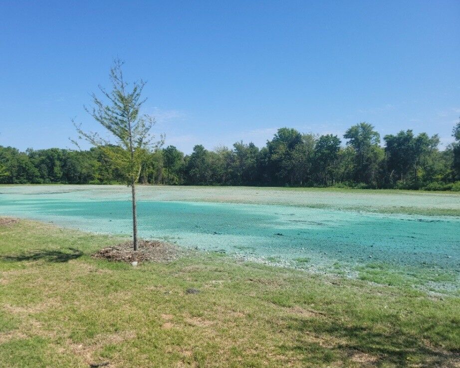 Small tree by a turquoise pond under a clear blue sky, with grass and a line of trees in the background