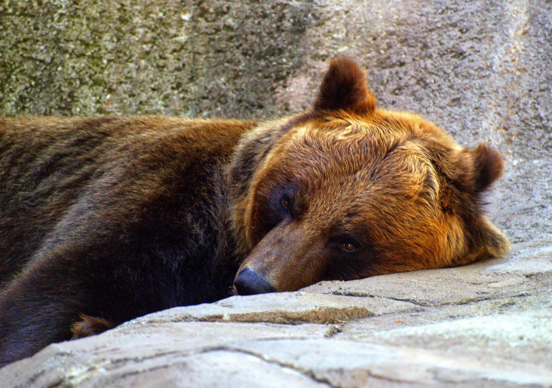 Brown bear sleeping on a rock ledge against a stone wall