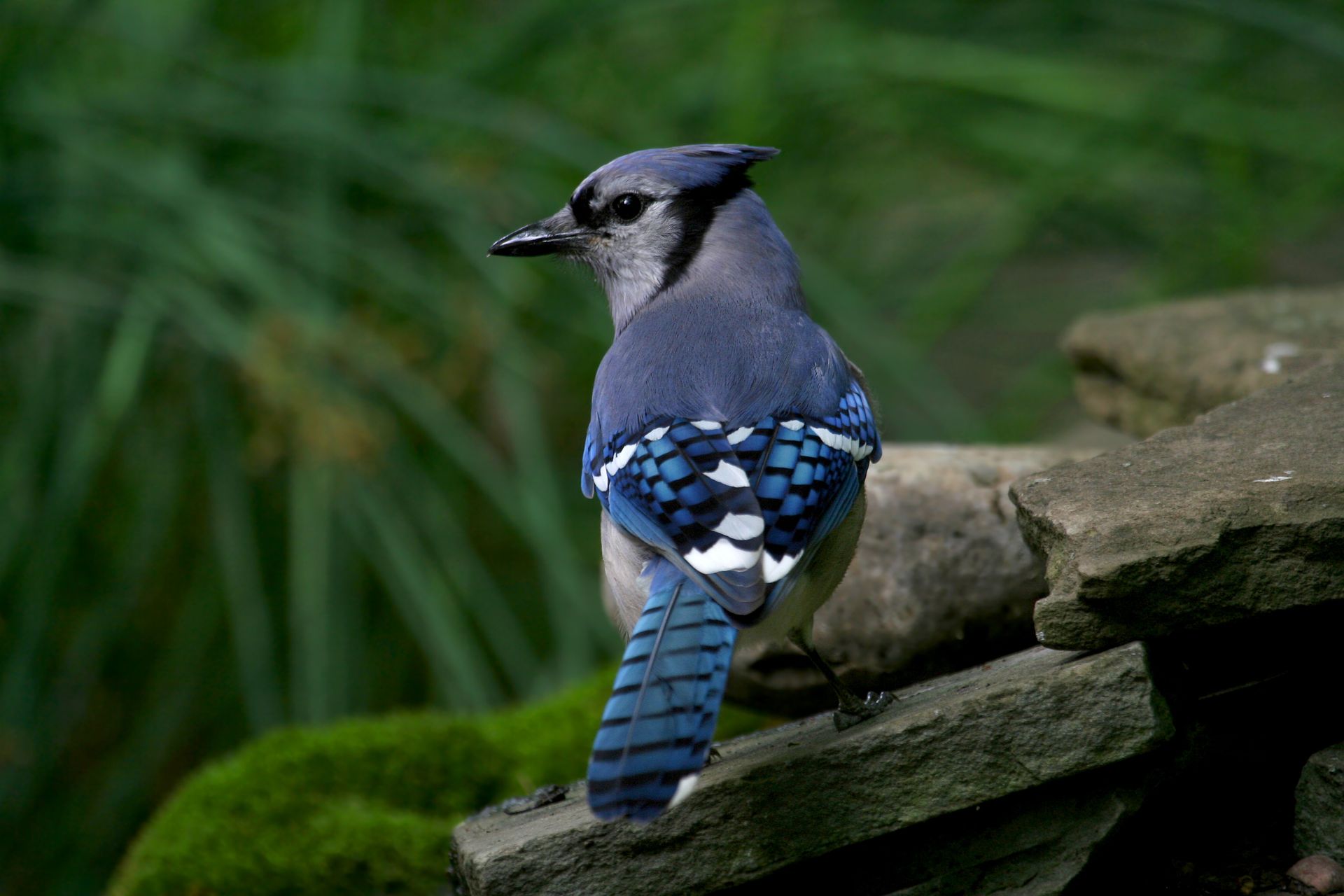 Blue jay perched on a mossy rock, showing its blue and black wings against a green background