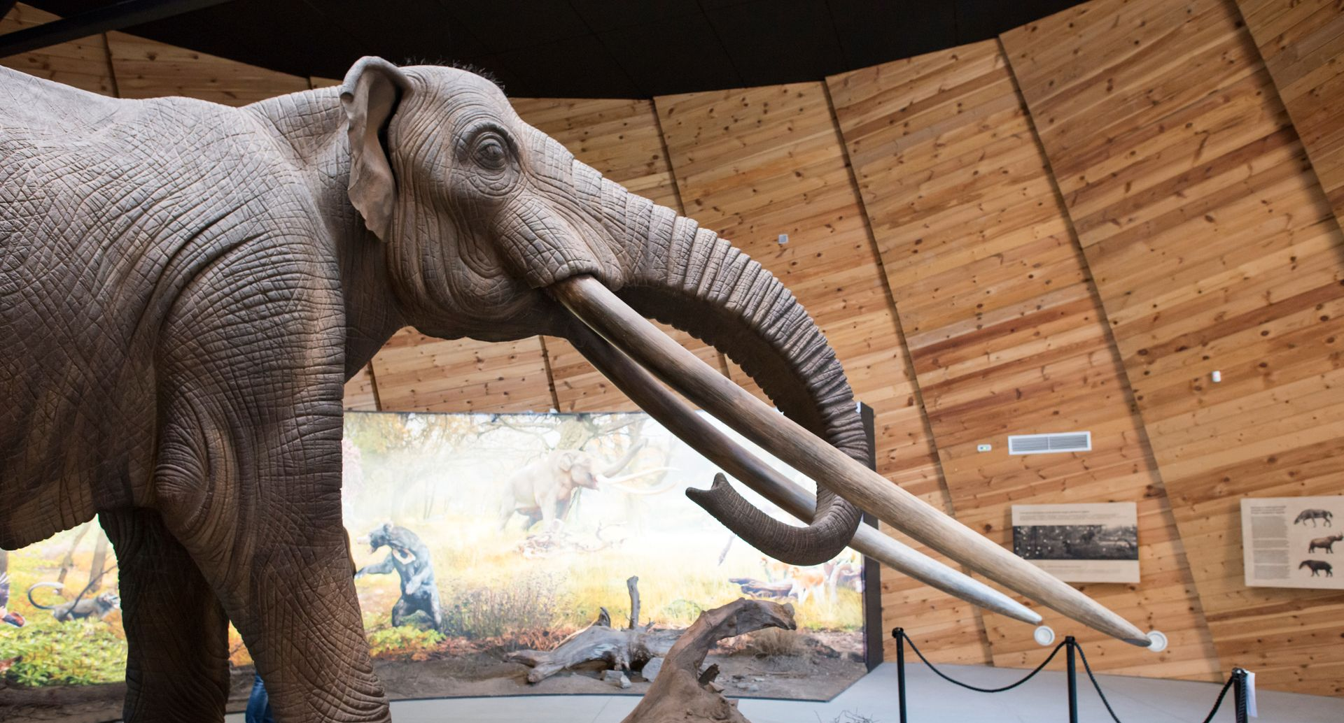 Mammoth skeleton exhibit with long curved tusks in a museum hall, viewed from the side.